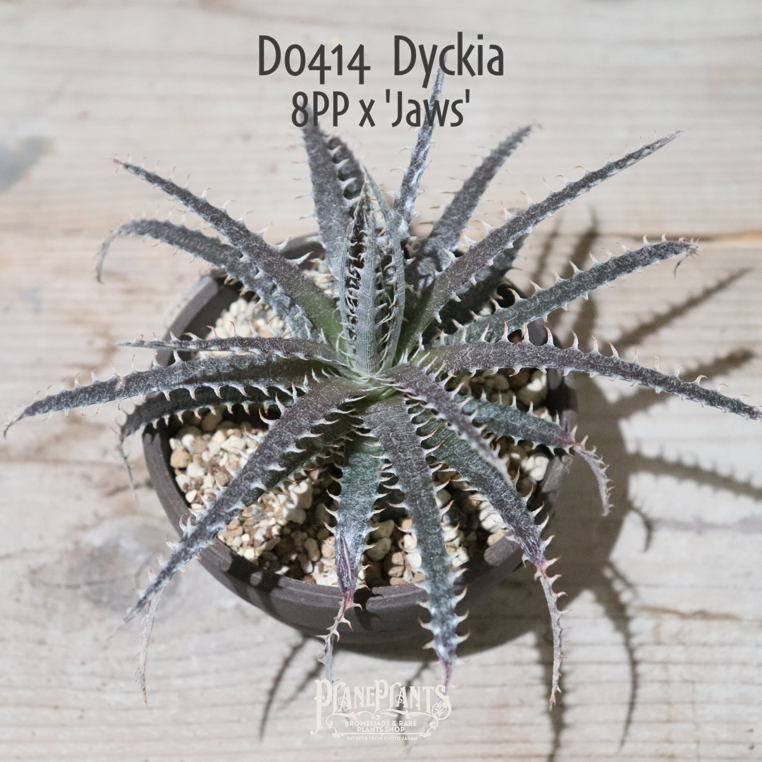 抜き苗送料無料】8PP x 'Jaws'〔ディッキア〕現品発送D0414 | plane plants