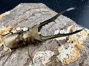 《メタリフェルホソアカ亜種イソガイ 77.5mm ペア》