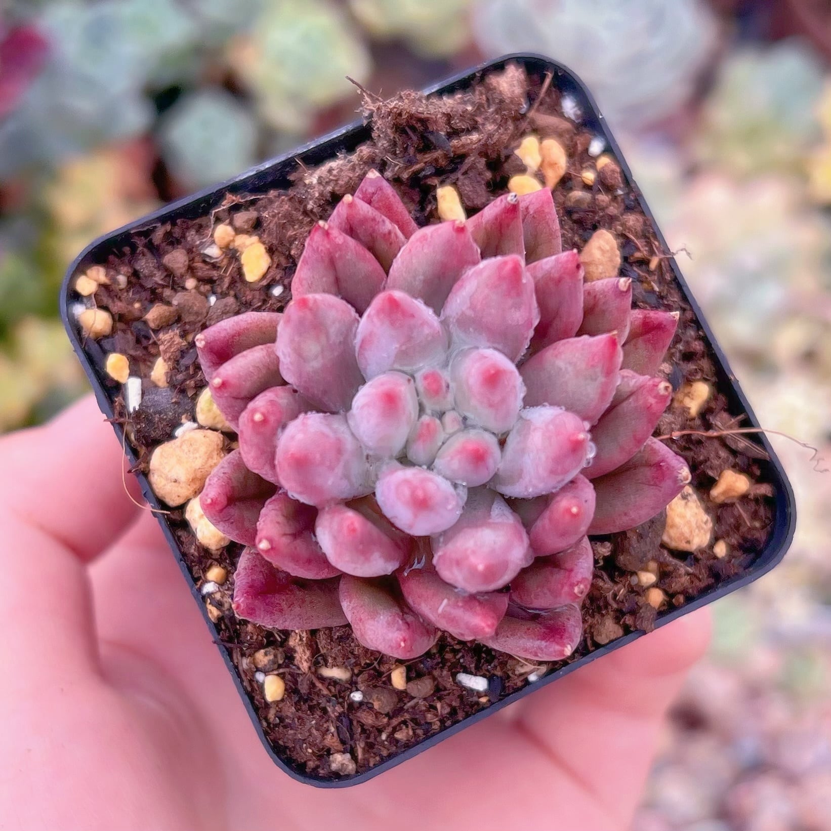 現品　金魚姫#885　るる農園