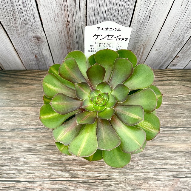 ケンセイ中斑 [アエオニウム]　3.5寸　多肉,多肉植物