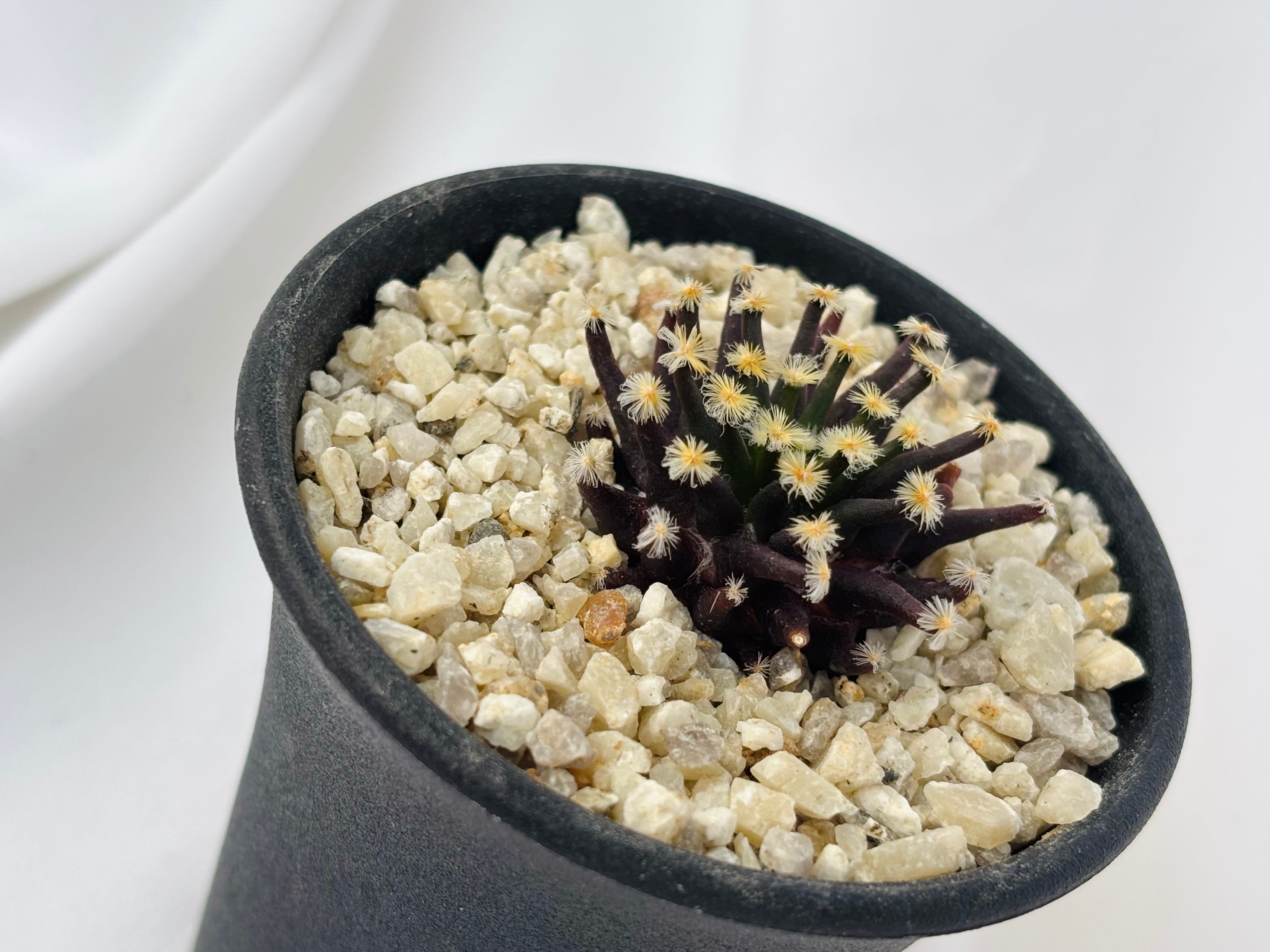 Mammillaria schiedeana マミラリア 黒肌明星 サボテン | plants MARU