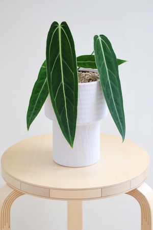 【S】アンスリウム ワロクアナム/Anthurium