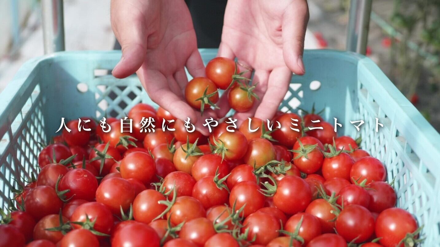 濃厚薄皮】青森県産ミニトマト 1.4kg 特栽認証 | ミツバ農園