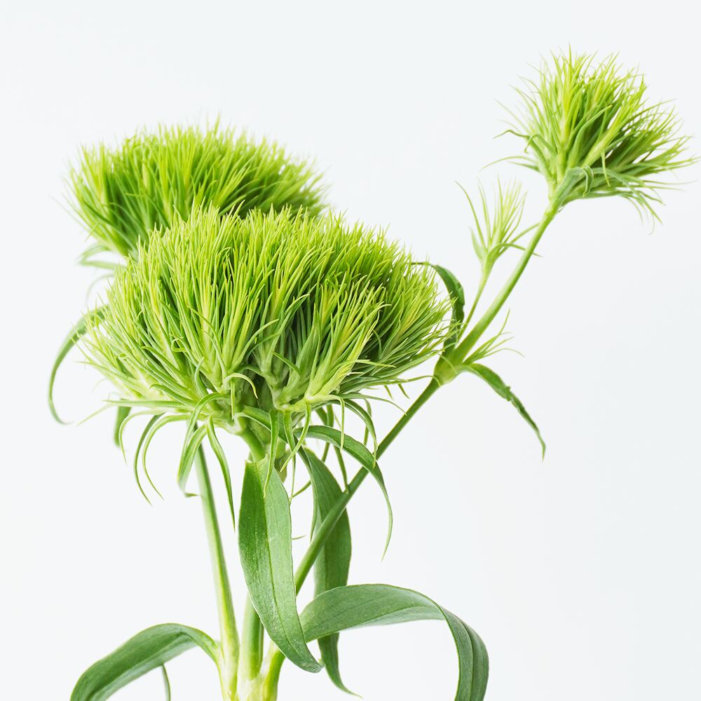 テマリソウ レディイングリーン 10本 送料込 よいはな Yoihana 最高品質のお花をお届けするネット通販 テマリソウ レディイングリーン 10本 送料込 よいはな Yoihana 最高品質のお花をお届けするネット通販