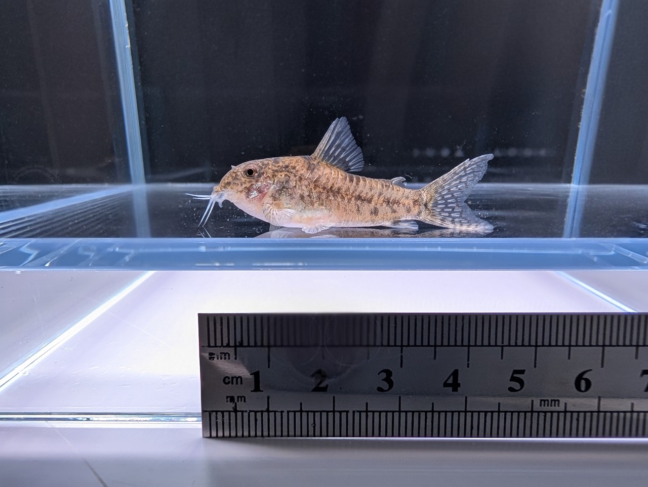 WDコリドラス〝コチュイ 1匹〟4〜4.5cm ※沖縄、離島発送不可