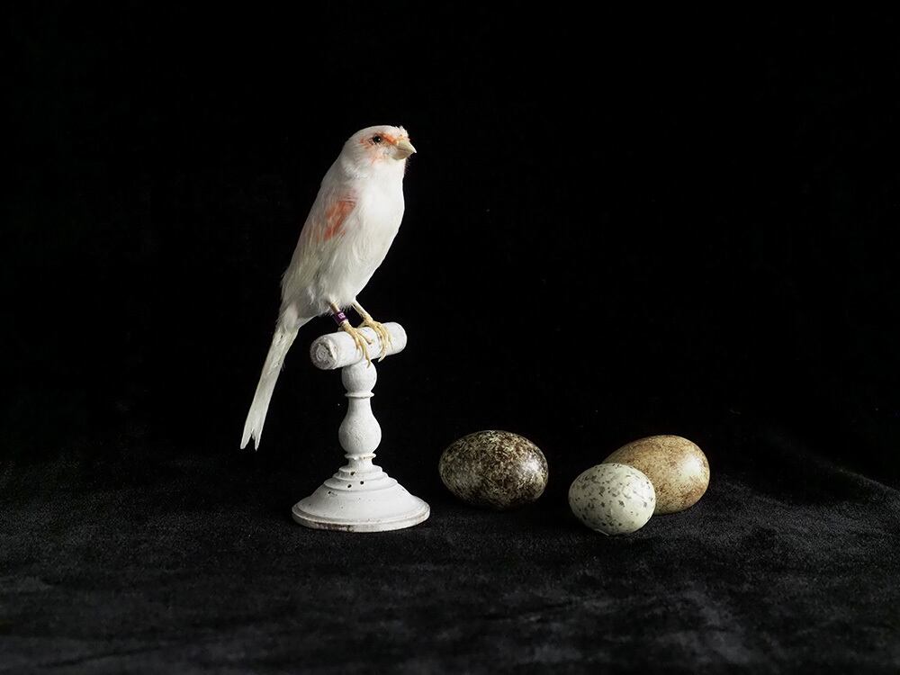 鳥の剥製 Canaria | antique Salon