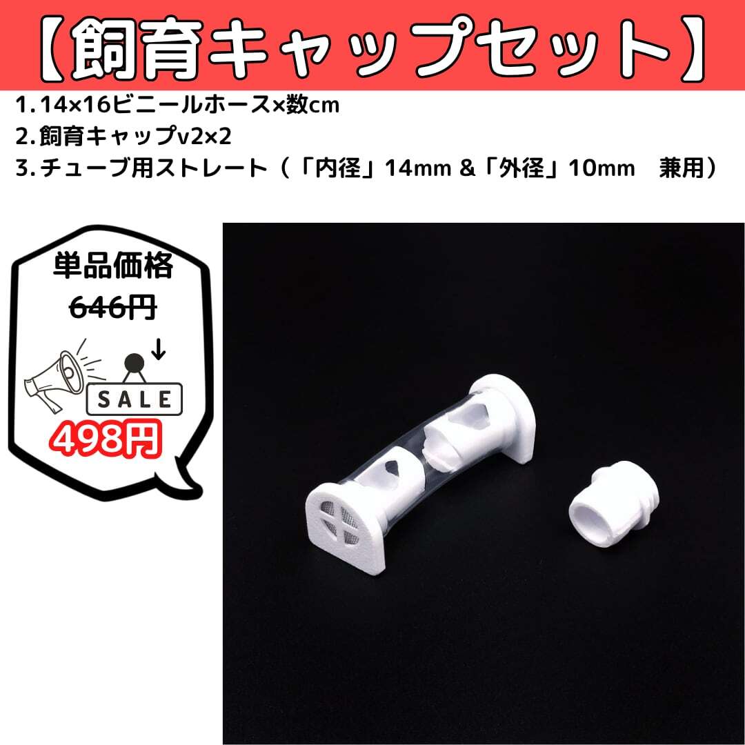ミヤコオオアリ｜女王｜コロニー｜Camponotus friedae | あり巣 in