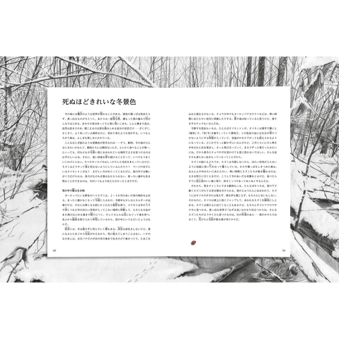 児童書　MENDEL　BOOKSTORE　絵本と自然　ふしぎの森のふしぎ　自然科学絵本