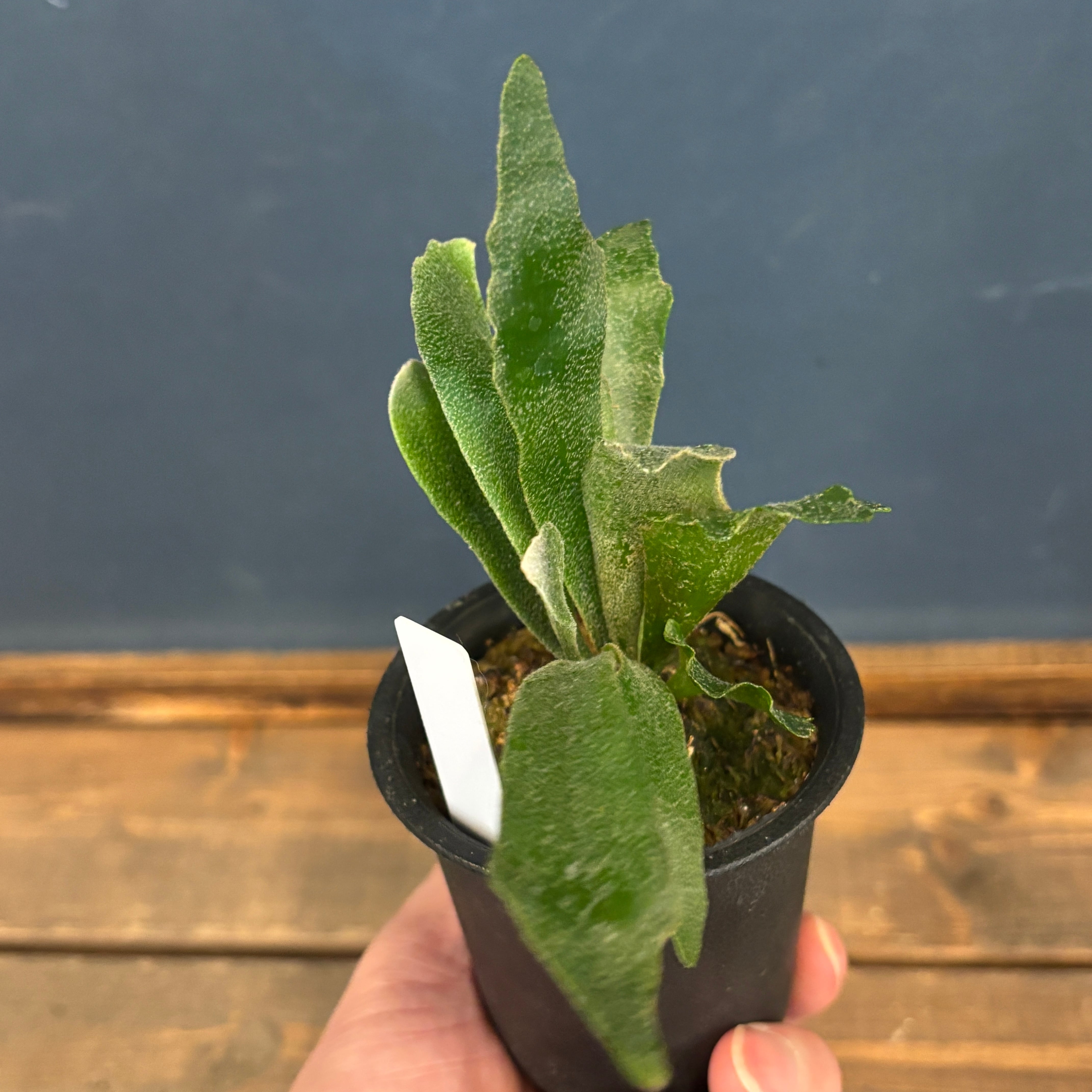 クリアランス】ビカクシダ ウィリンキー 'spur' (P.willinckii 'spur