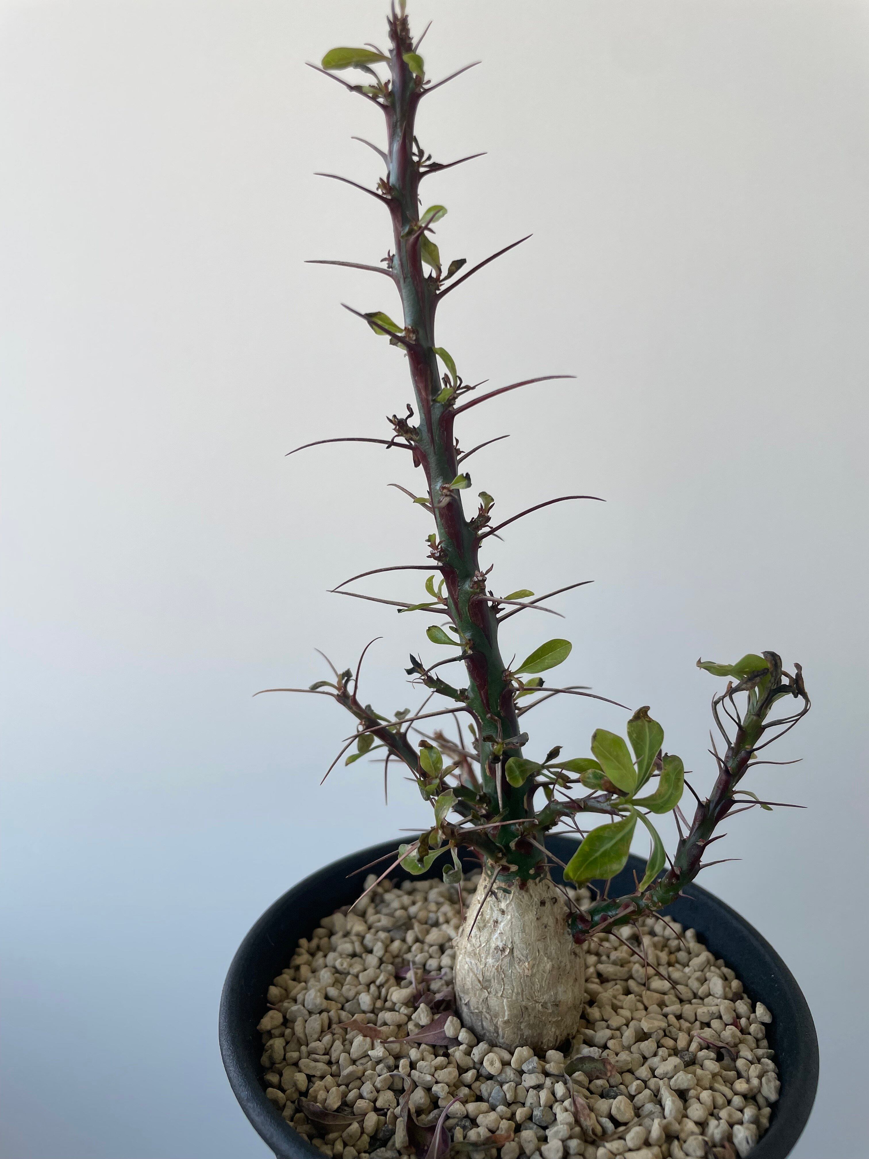 新着】Fouquieria fasciculata 10【激レア塊根・ぷっくり選抜実生株