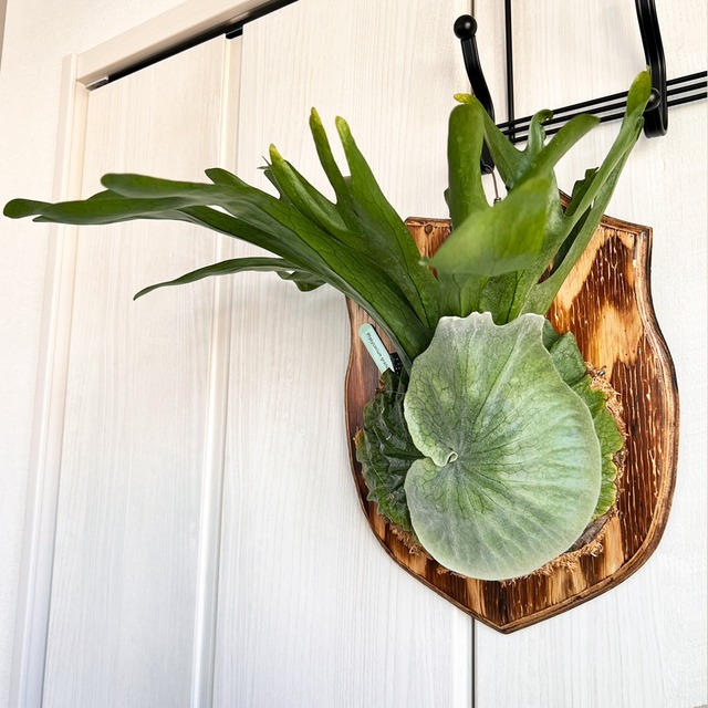 ビカクシダ グランデ 板付 【観葉植物 壁掛け コウモリラン】