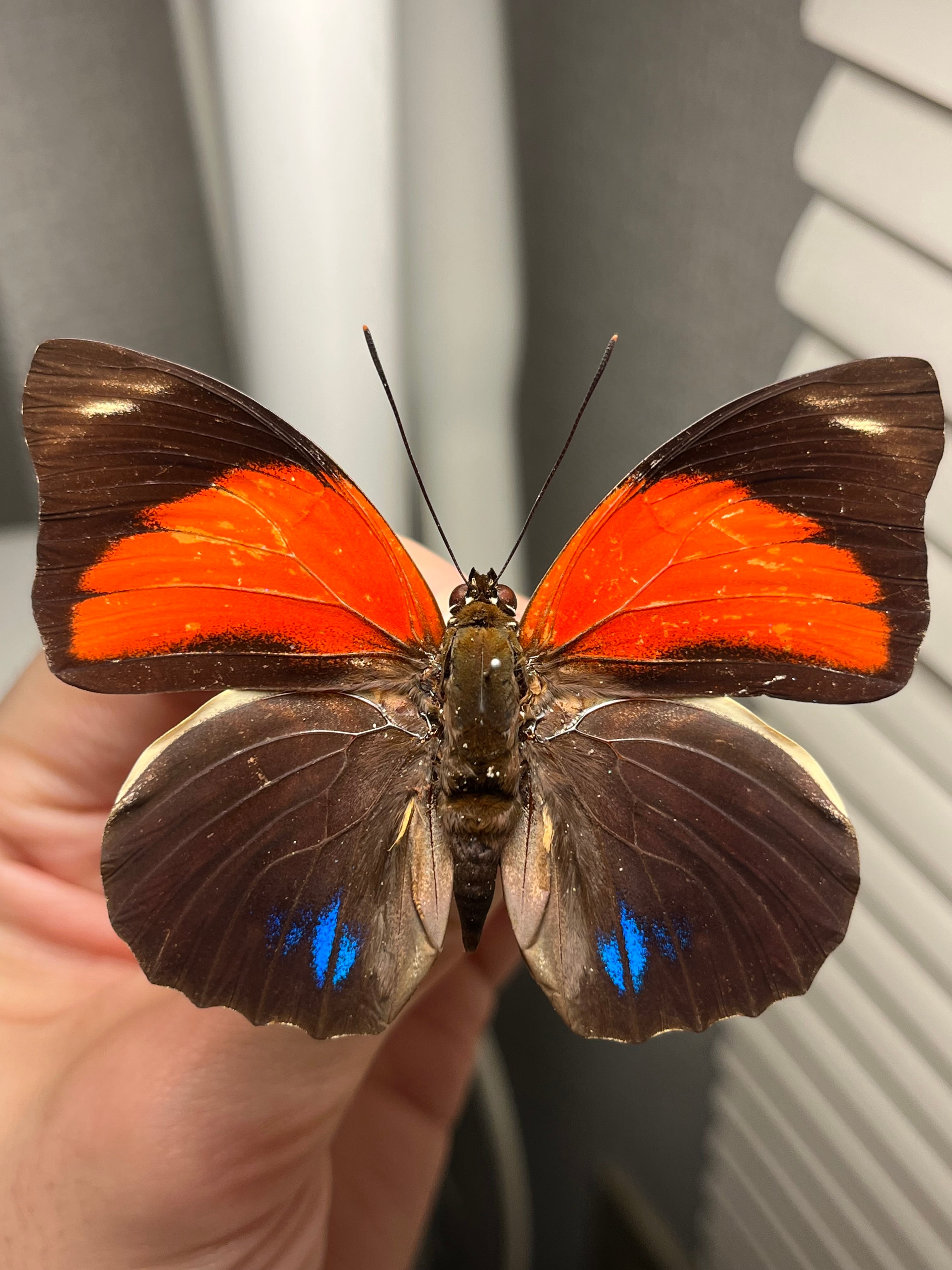 標本 | オモニキチュウ