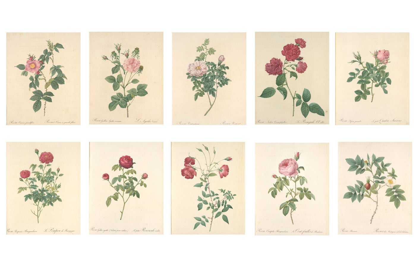 ルドゥーテの薔薇のボタニカルアート 20枚ダウンロードセット