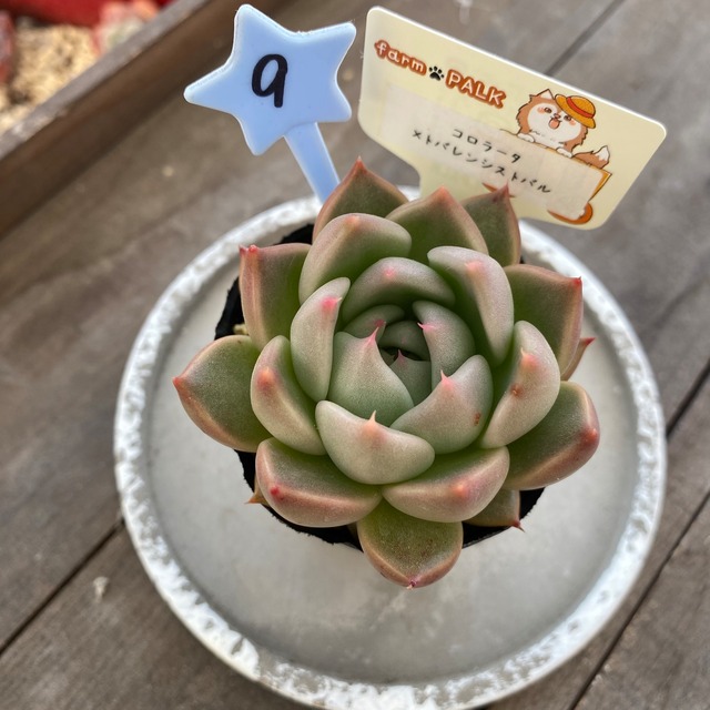 9..farmpalk交配種