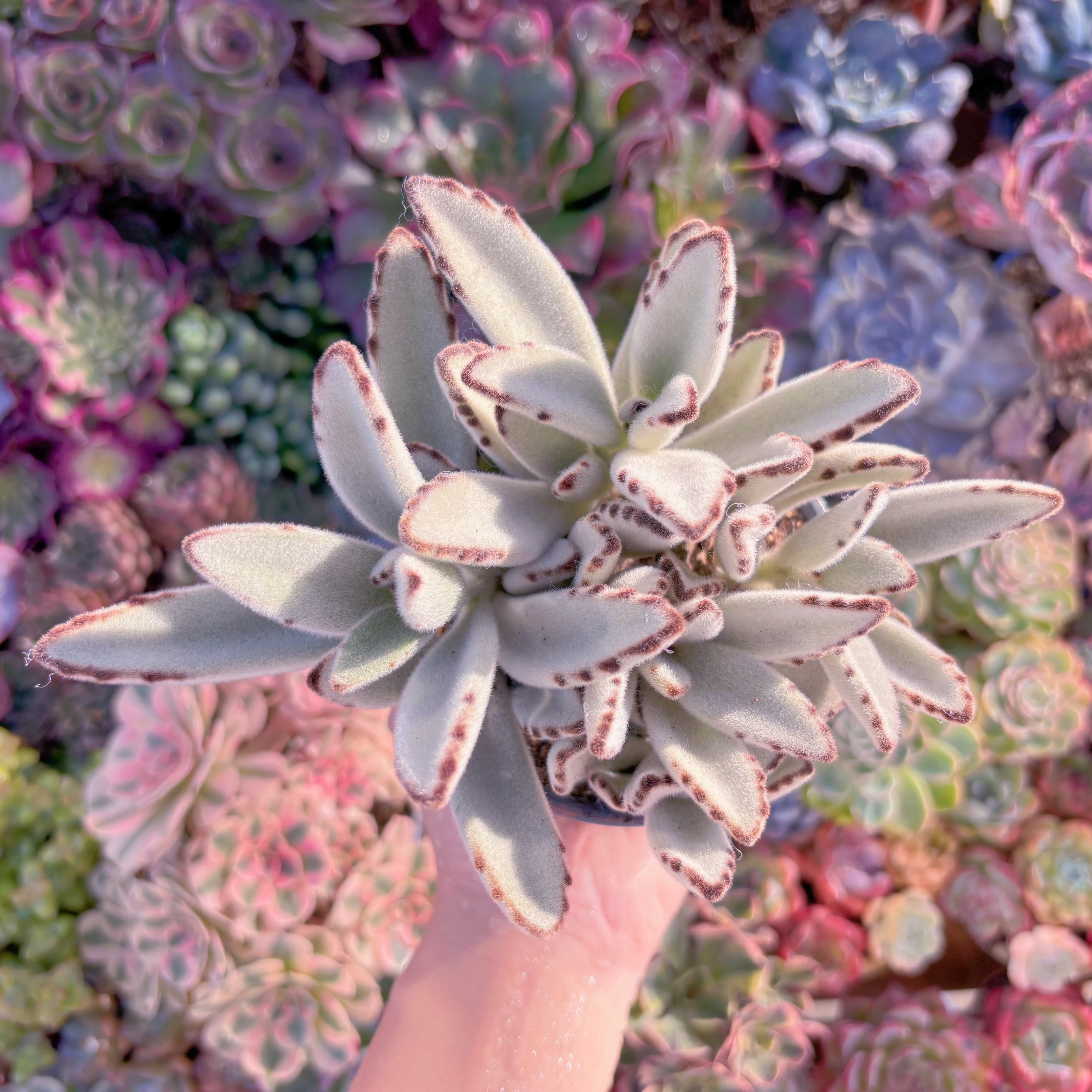 現品　月兎耳#A024　るる農園