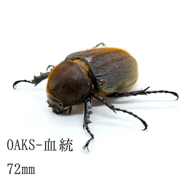 132㎜ / 成虫 / オス / ヘラクレスオオカブト | PAY ID