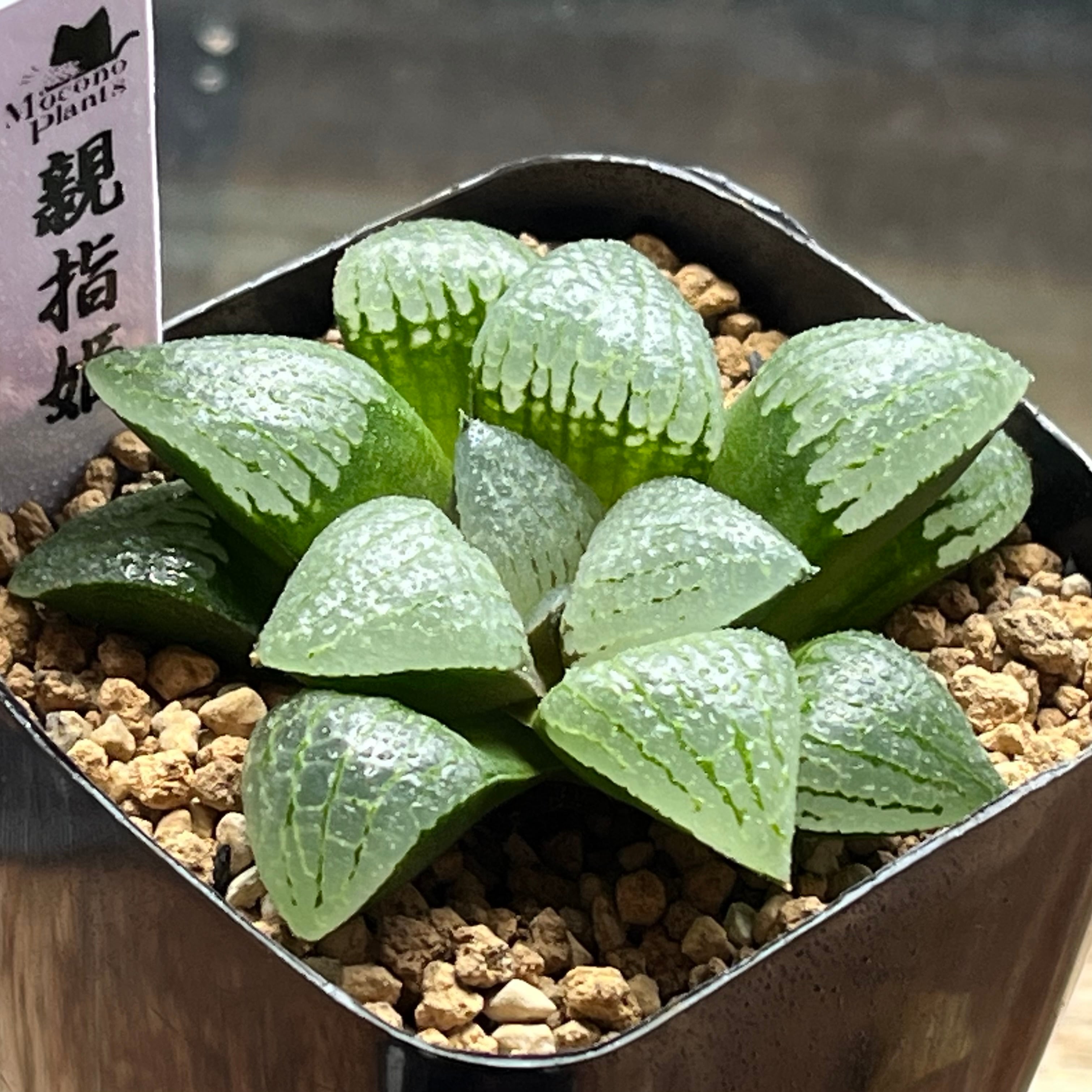 多肉植物 ハオルチア 珍しい火鳳凰錦 完璧錦 新入荷 10cm鉢 鉢そのまま発送 ハオルチア 火鳳凰錦 | mocono_plants