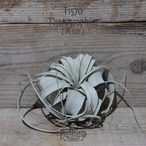 【送料無料】キセログラフィカ M〔エアプランツ〕現品発送T1570