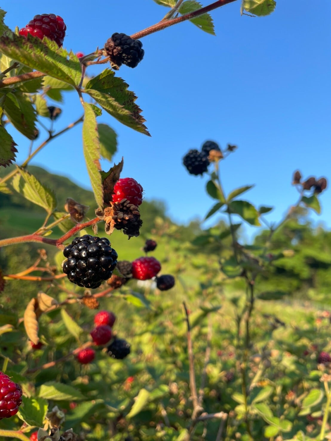 2022】ブラックベリーワイン、ブルーベリーワイン 2本セット | HYM