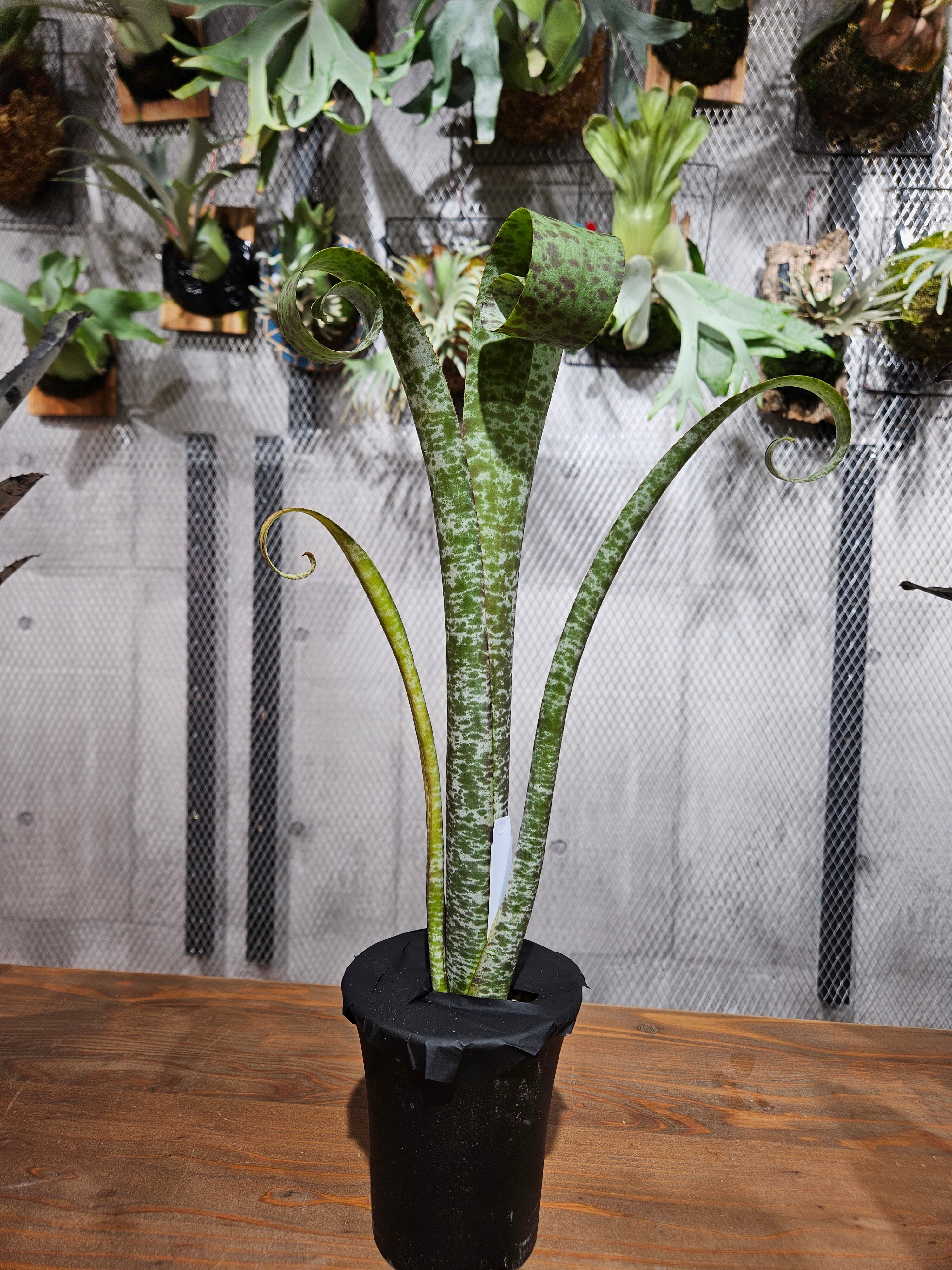 Ques.marmorata tim plowman【artPLANTs/PLANTSGARAGE】ケスネリア