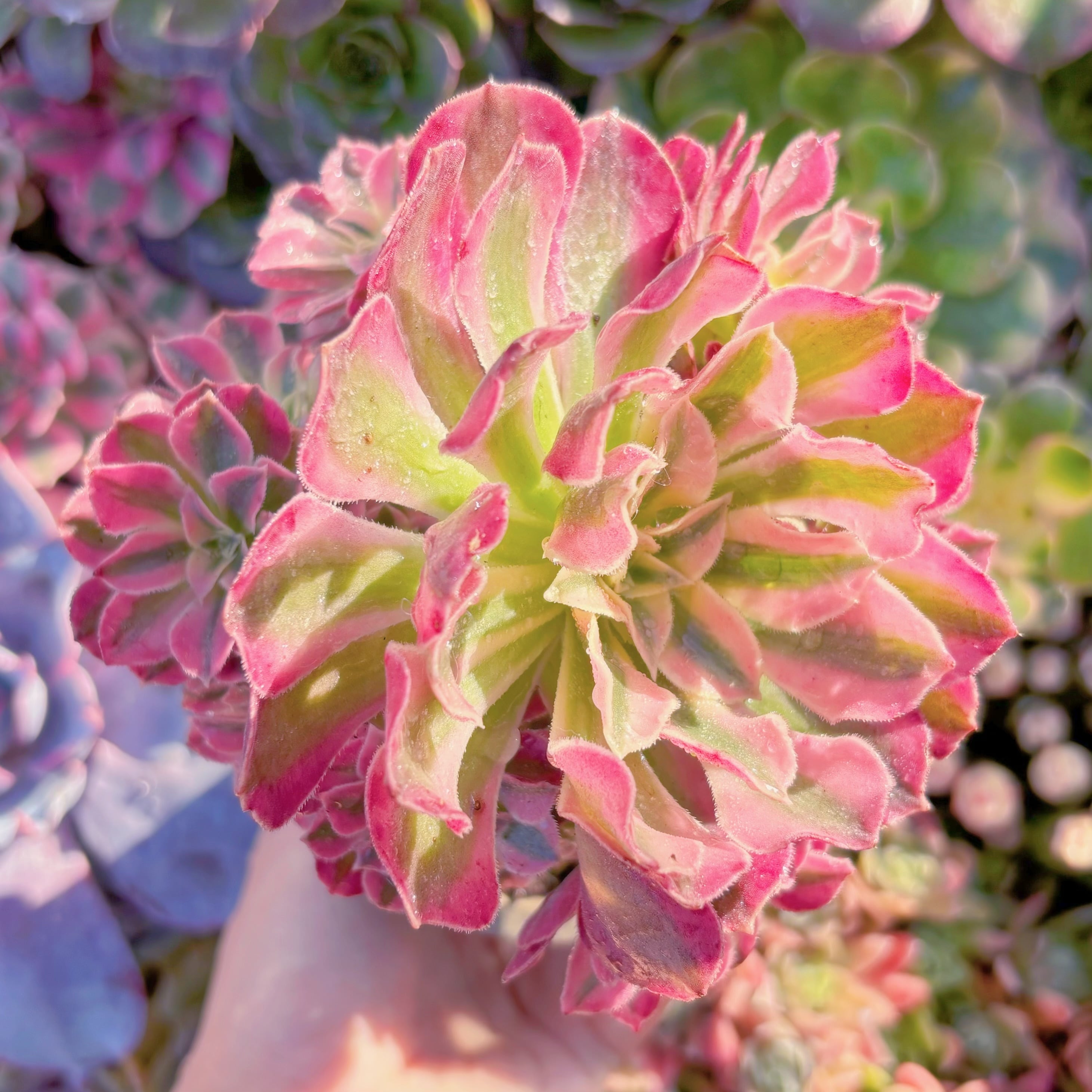 現品　美姫#B50　群生　るる農園