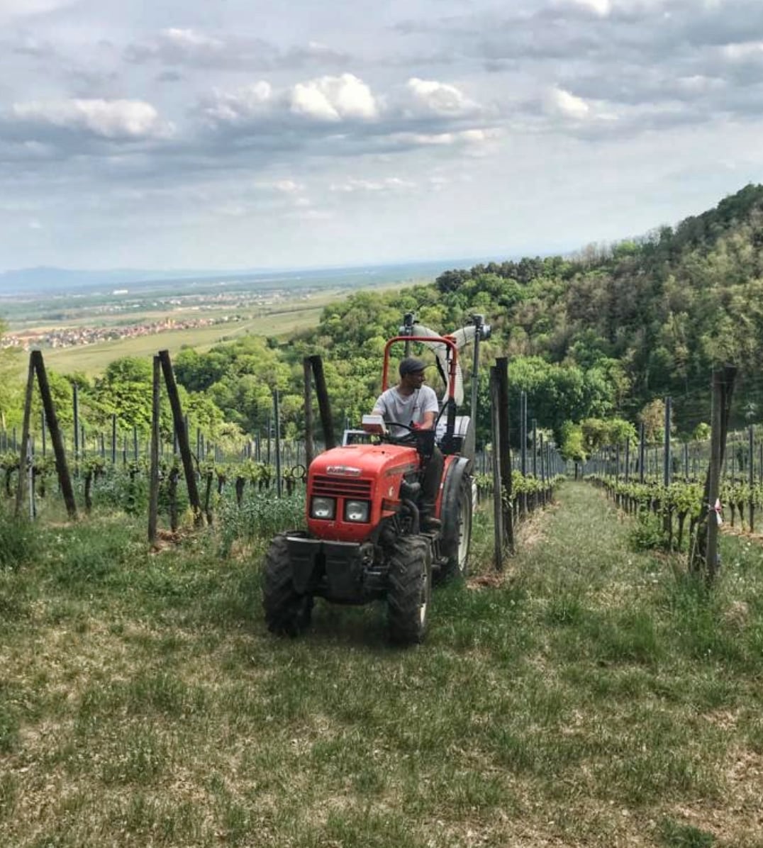 【ドメーヌ・アルベール・マン】 アルザス ピノ・ブラン / オーセロワ 2020