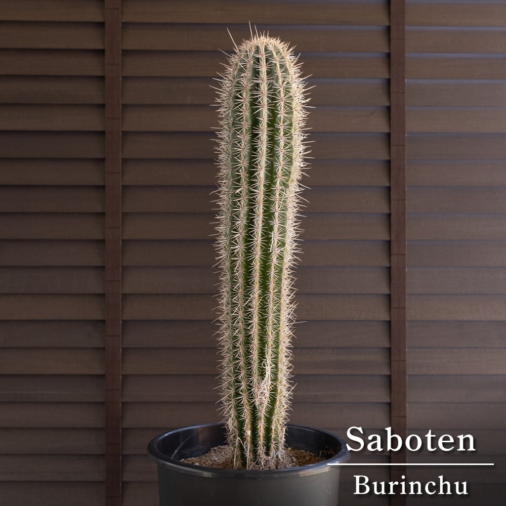 ブリンチュウ 武倫柱 2本立ち