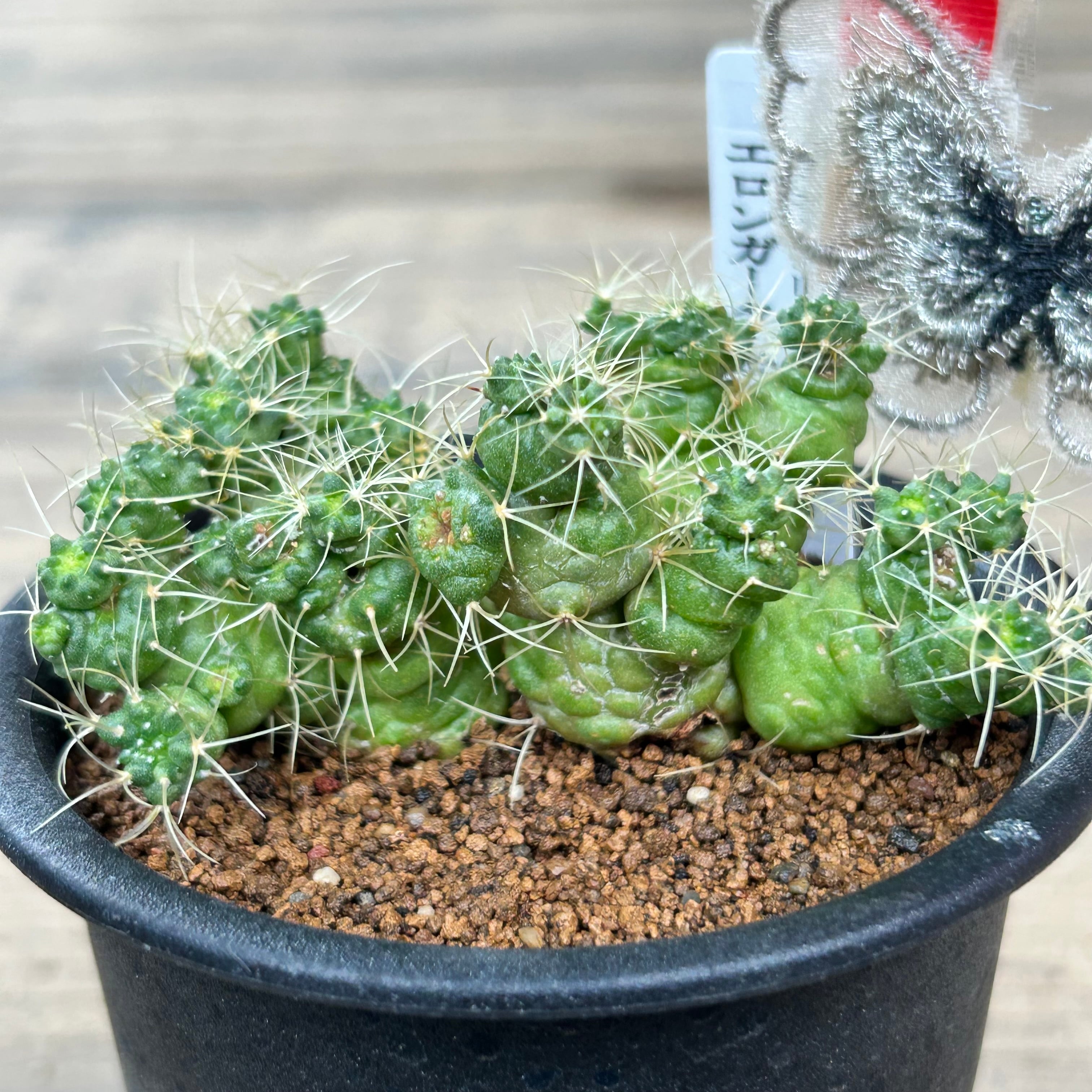 T)マミラリア エロンガータ モンスト | RuPo 多肉植物専門店