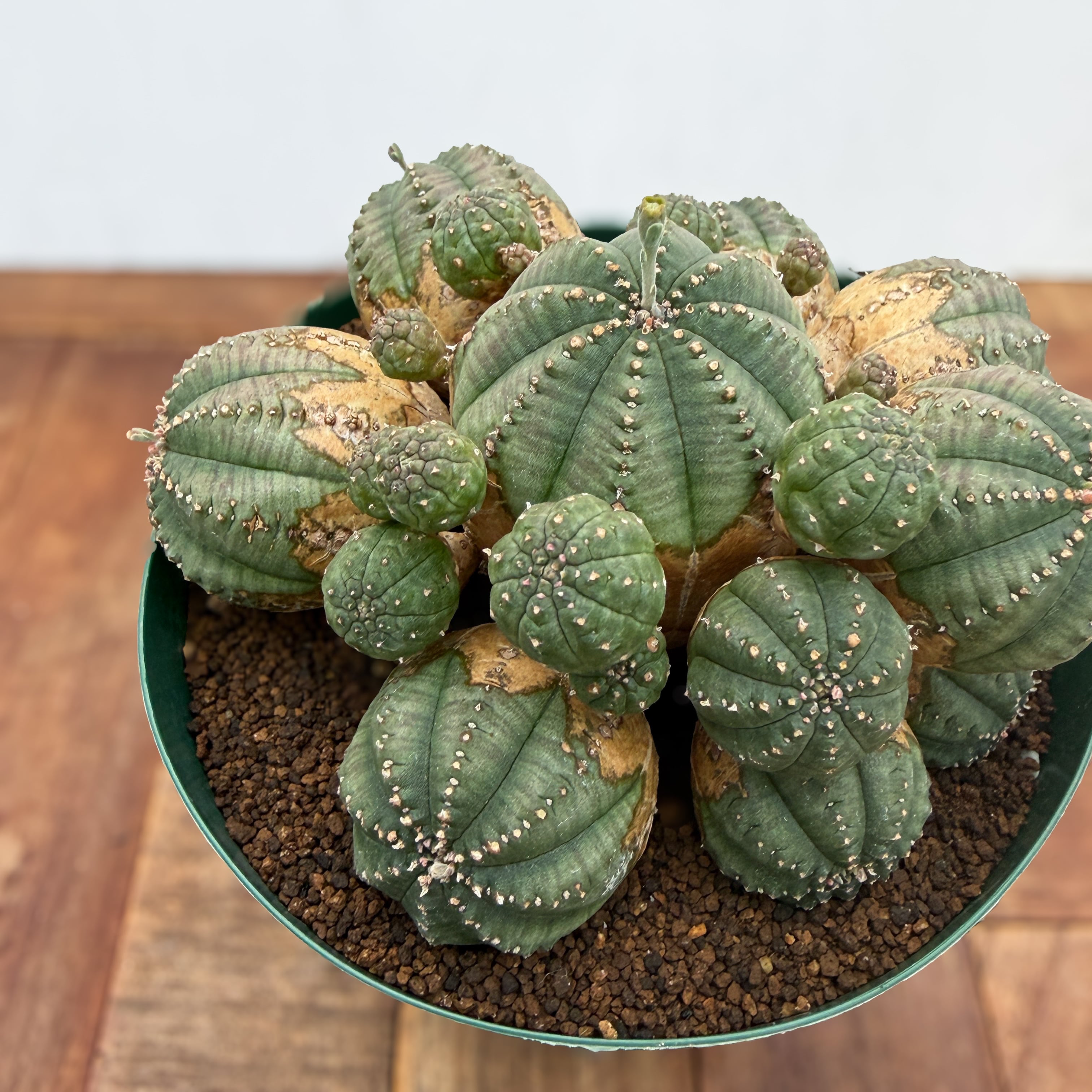 Euphorbia obesa 'Bonten'【ユーフォルビア・オベサ梵天】 | RIMO'S