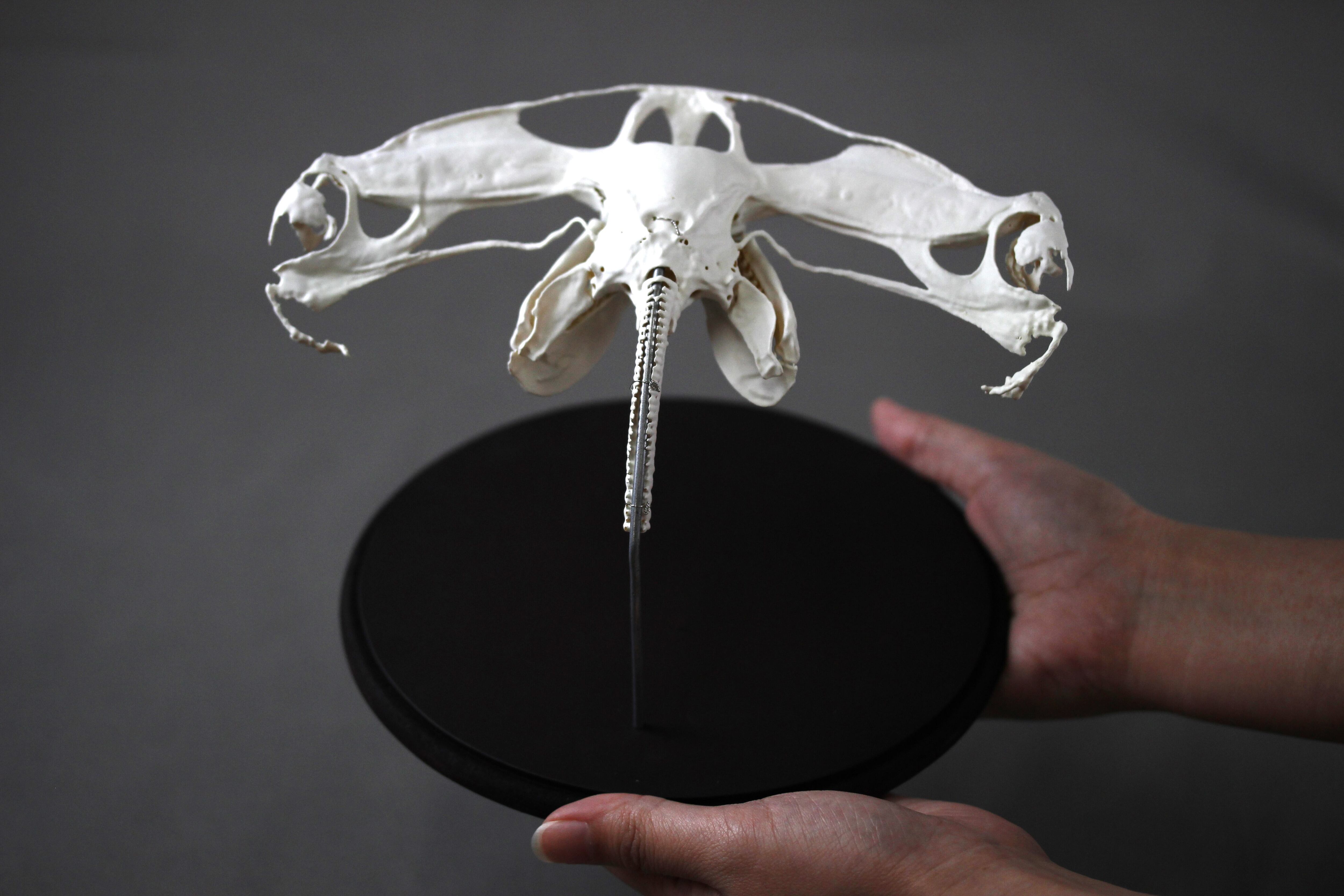 シュモクザメの頭骨 ☆即納☆珍品！シュモクザメの頭骨☆ハンマーヘッド - 頭骨・骨格標本