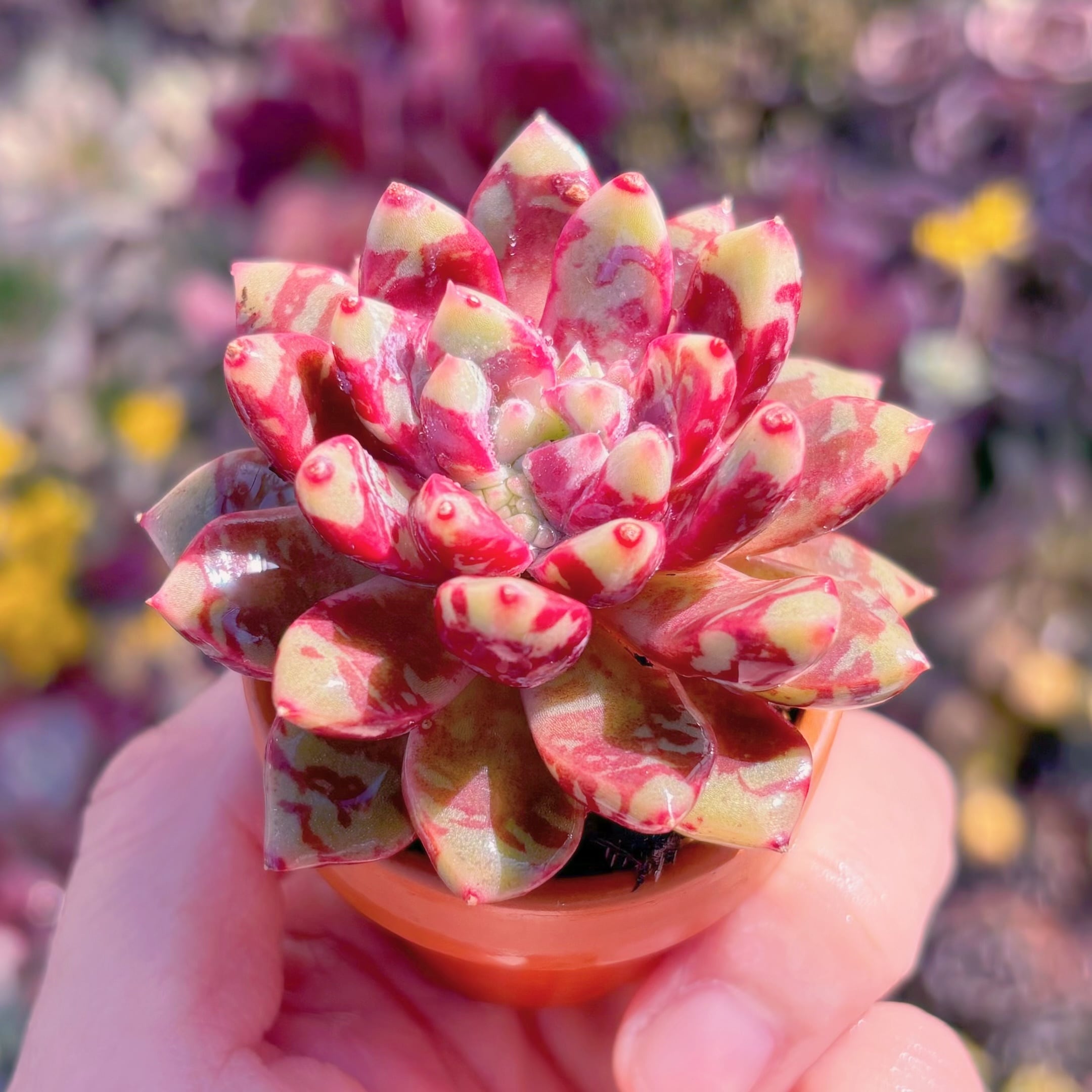 多肉植物 ブラッドスワロー 新入荷 るる農園 | るる農園~多肉植物専門