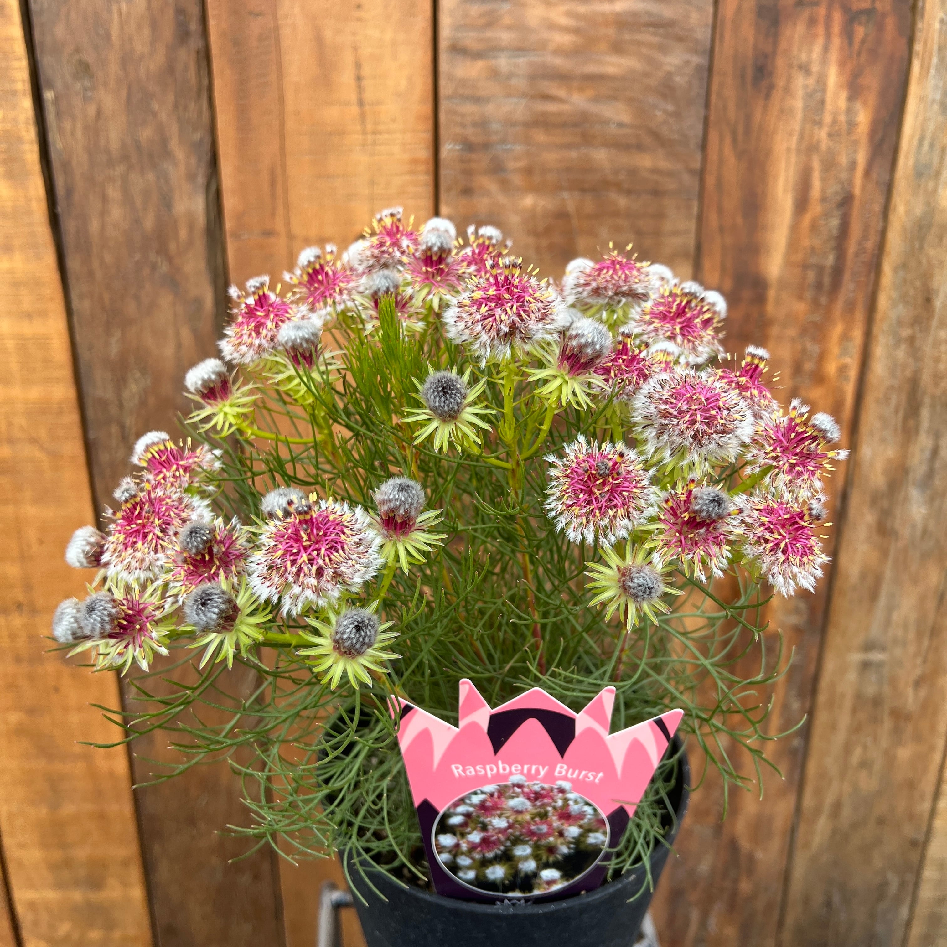 d619ab2a63e0cf874912cb4247b57d