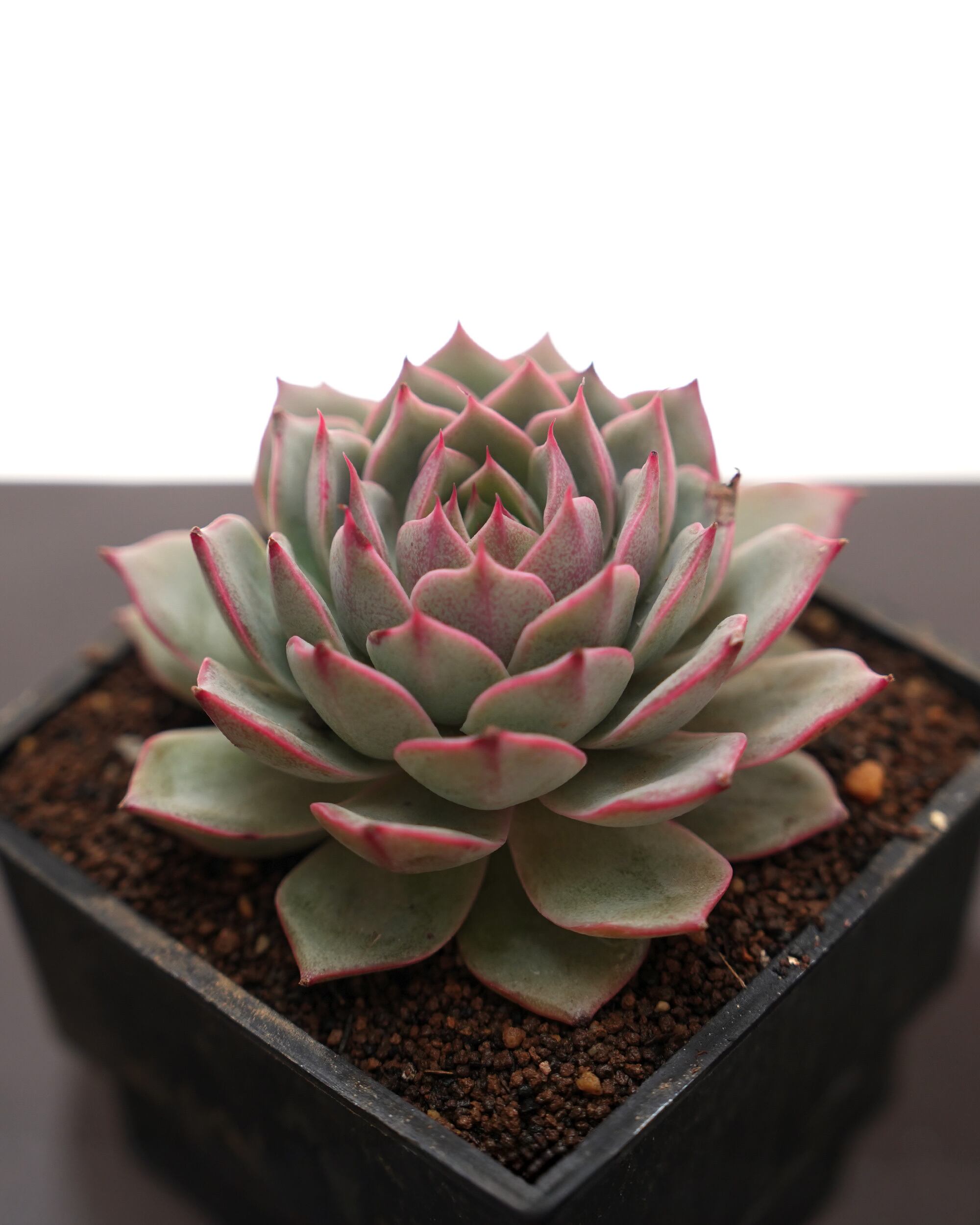 レア種・新品種 | PUKUBOOK SUCCULENTS