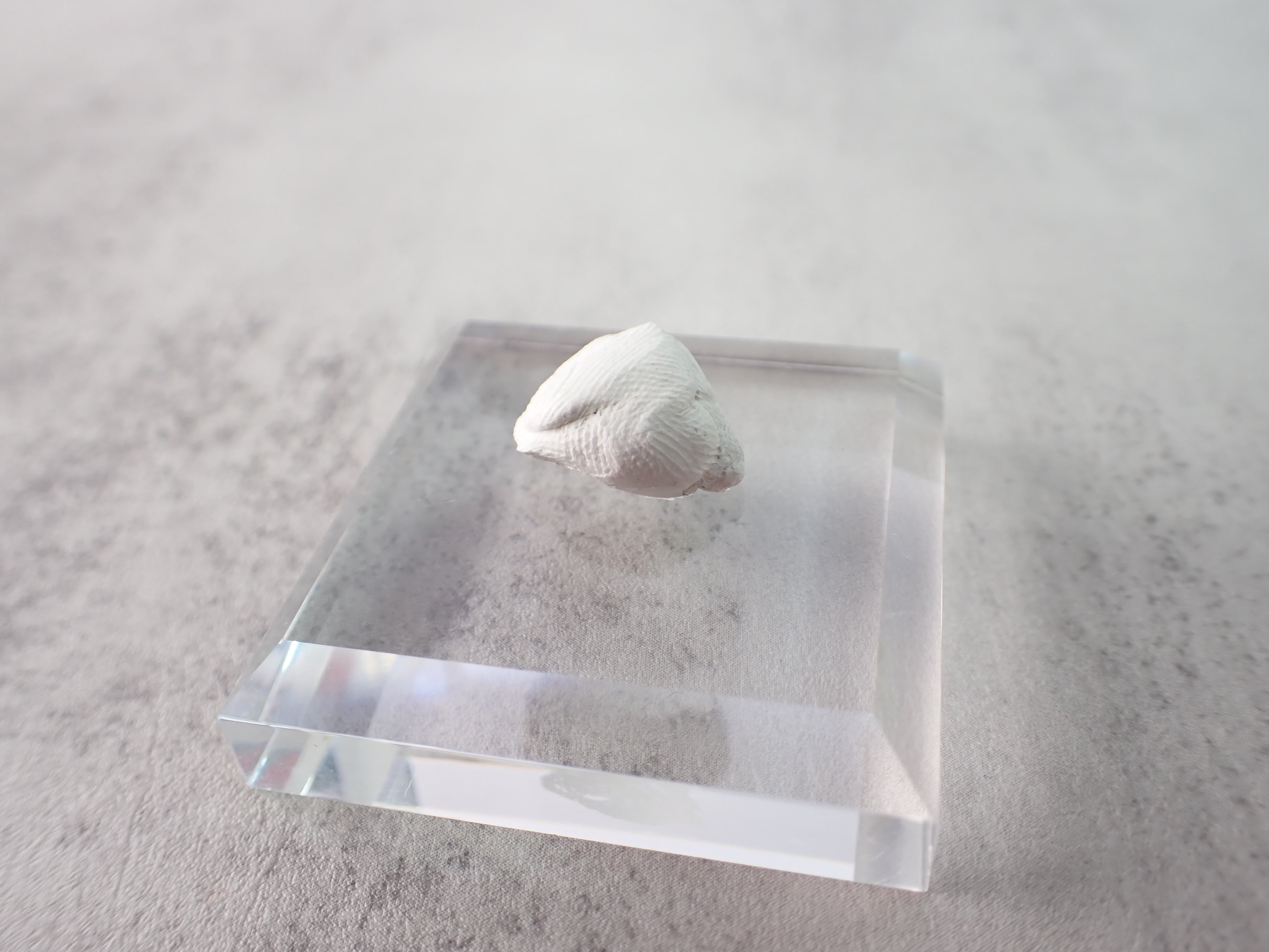 標本固定用粘土】ミネラルタック | differencee(ディファレンシー)