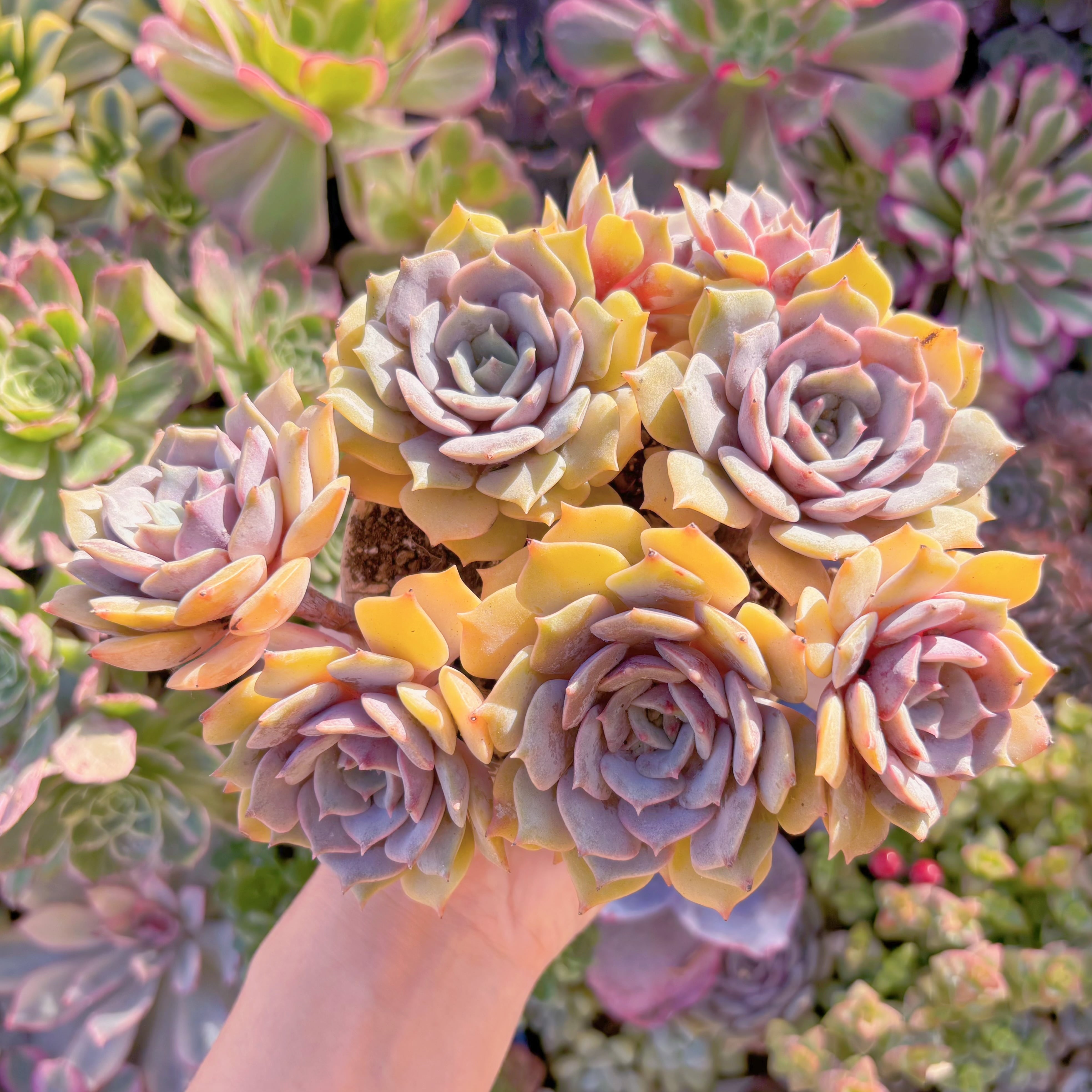 現品　アフターグロー#F065　大群生　るる農園