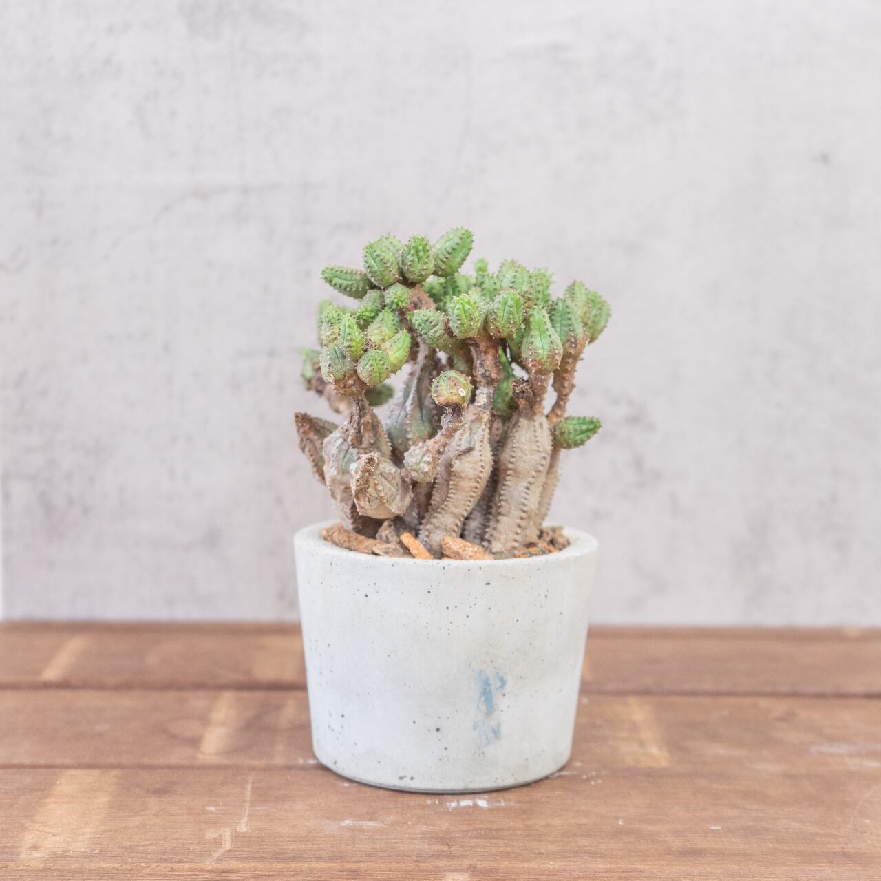 オベサブロウ 荒々しい幹肌と可愛らしい新芽の対比 自作モルタル鉢の一点物