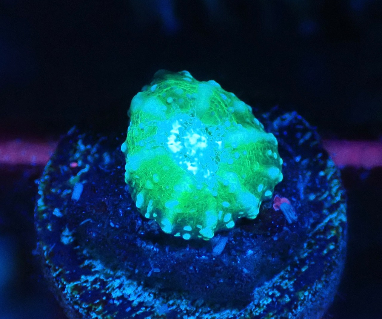 Scolymia Baby "Green" 3