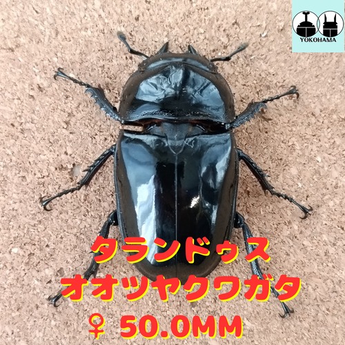 タランドゥスオオツヤクワガタ ♀ 50.0mm 販売中