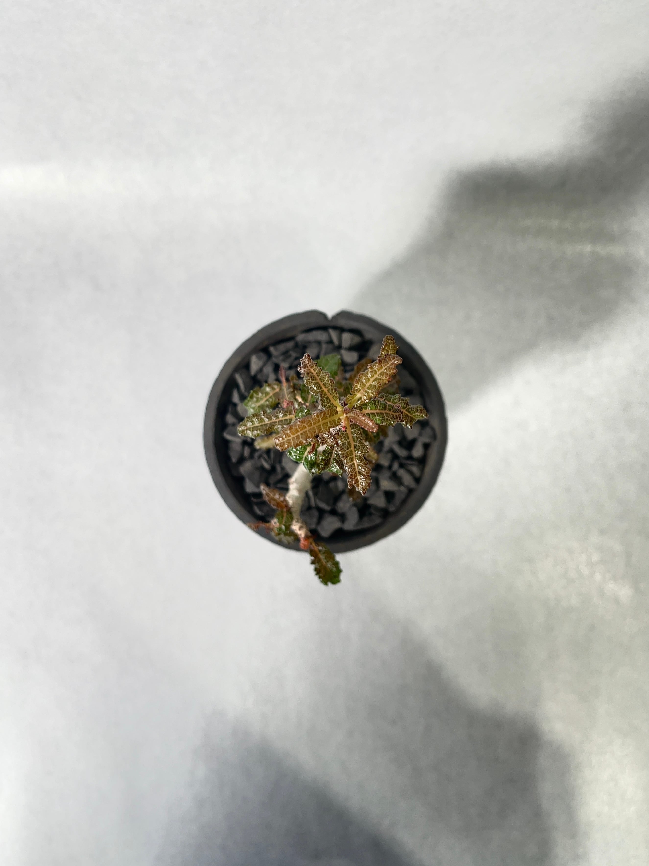 ボスウェリア・ナナ | trigger