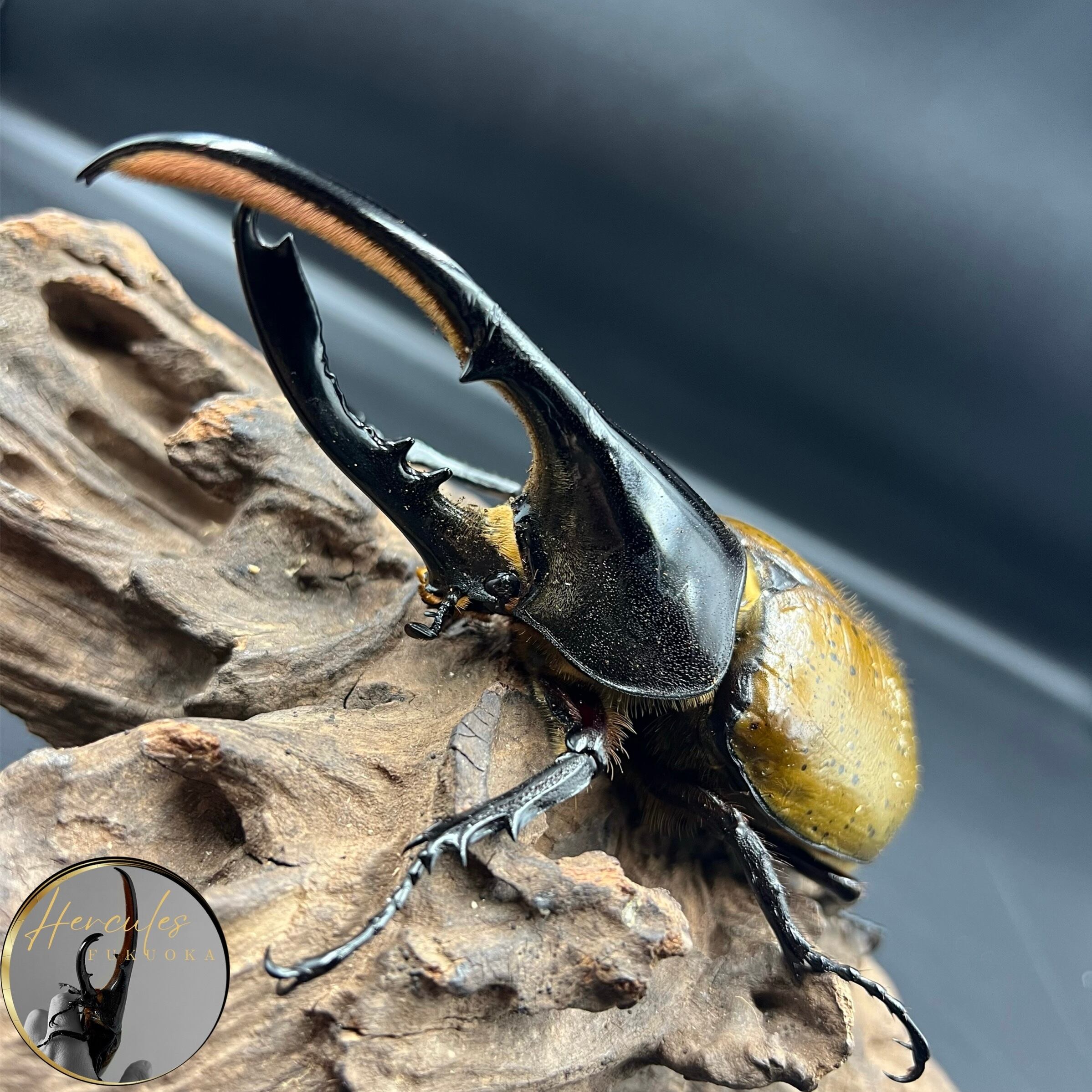 ヘラクレスペア売り