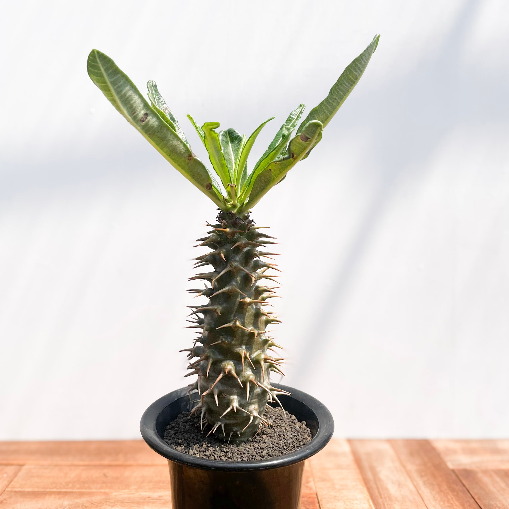 パキポディウム アンボンゲンセ Pachypodium ambongense Pachypodium ambongense【パキポディウム・アンボンゲンセ・実生