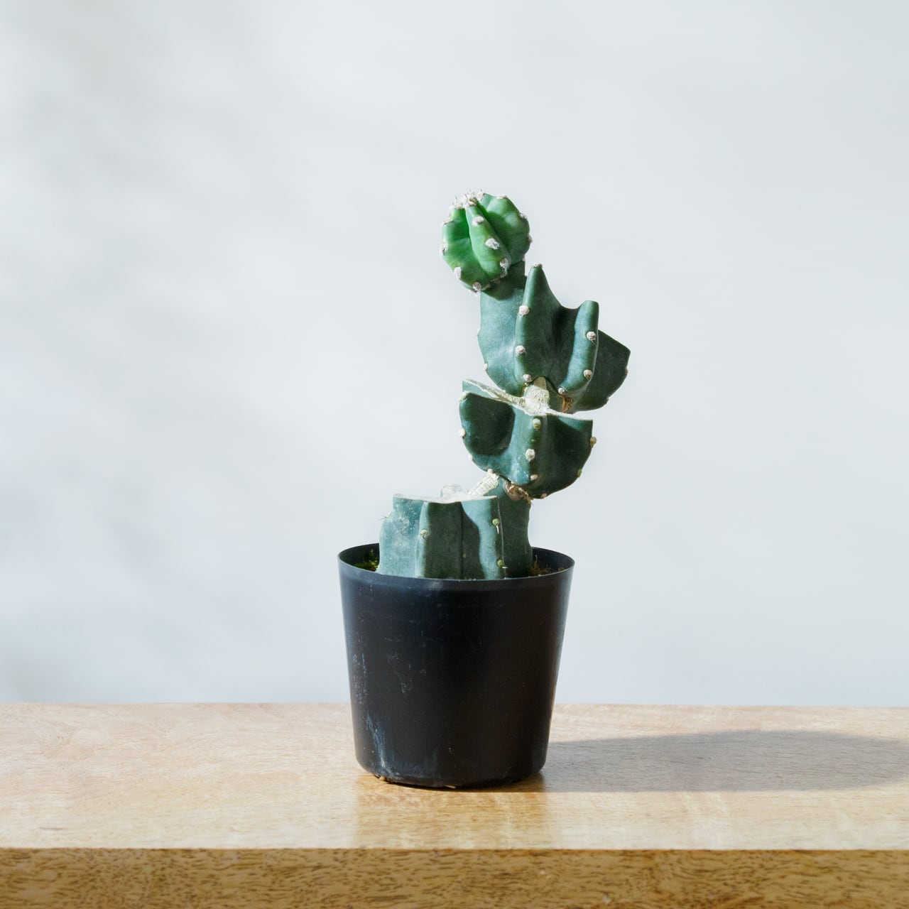 サボテン様 dショッピング |【希少】 サボテン 円形（キンエボシ） セメント