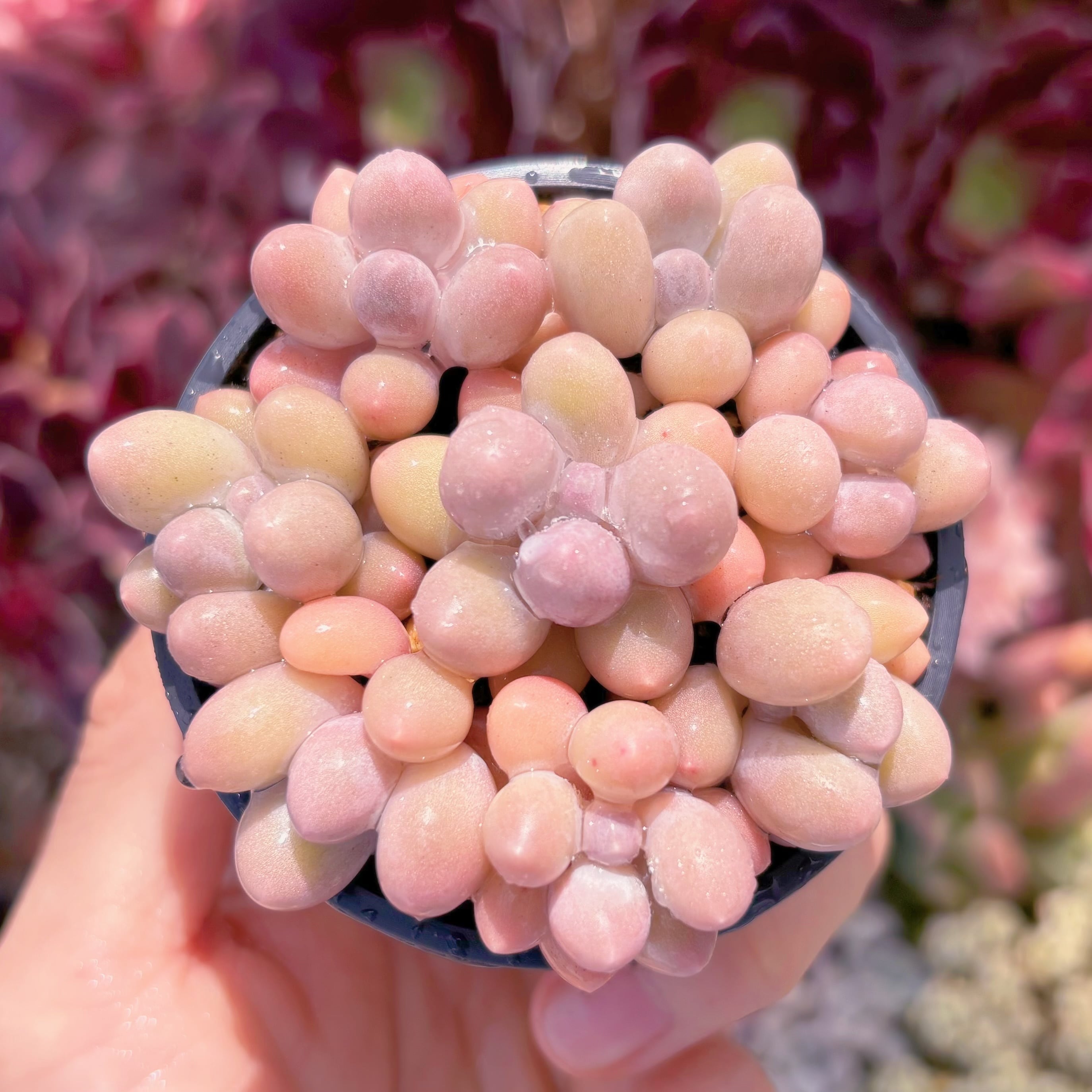 多肉植物 湯園チーズ 7頭 新入荷 るる農園 | るる農園~多肉植物専門