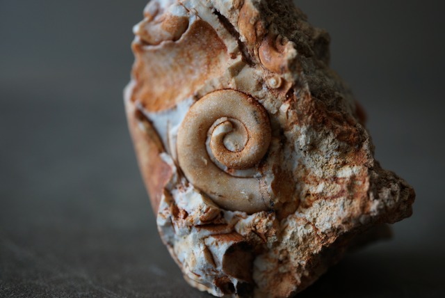 ミズーリ州産マクルリテラ化石 腹足類 Macluritella 1068