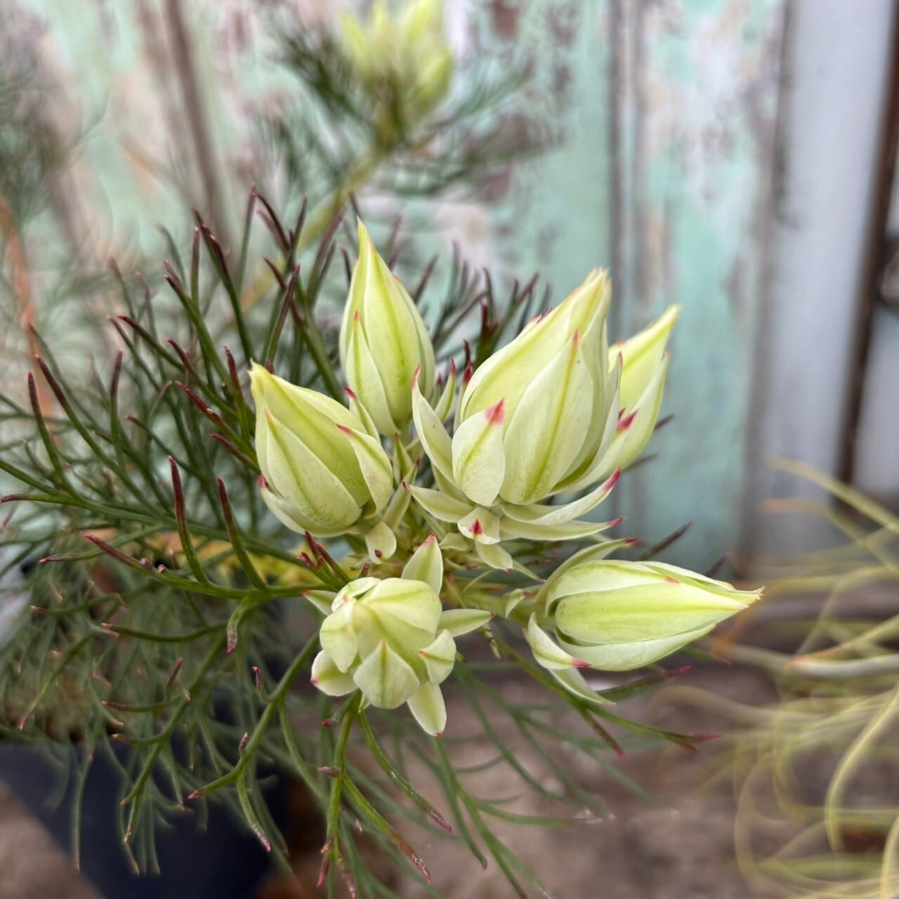 ジョーイセルリア ブラッシングブライド③ | 沼ノ上農園