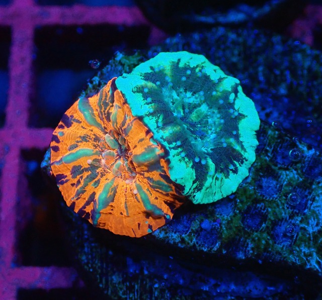 Scolymia BabyGarden