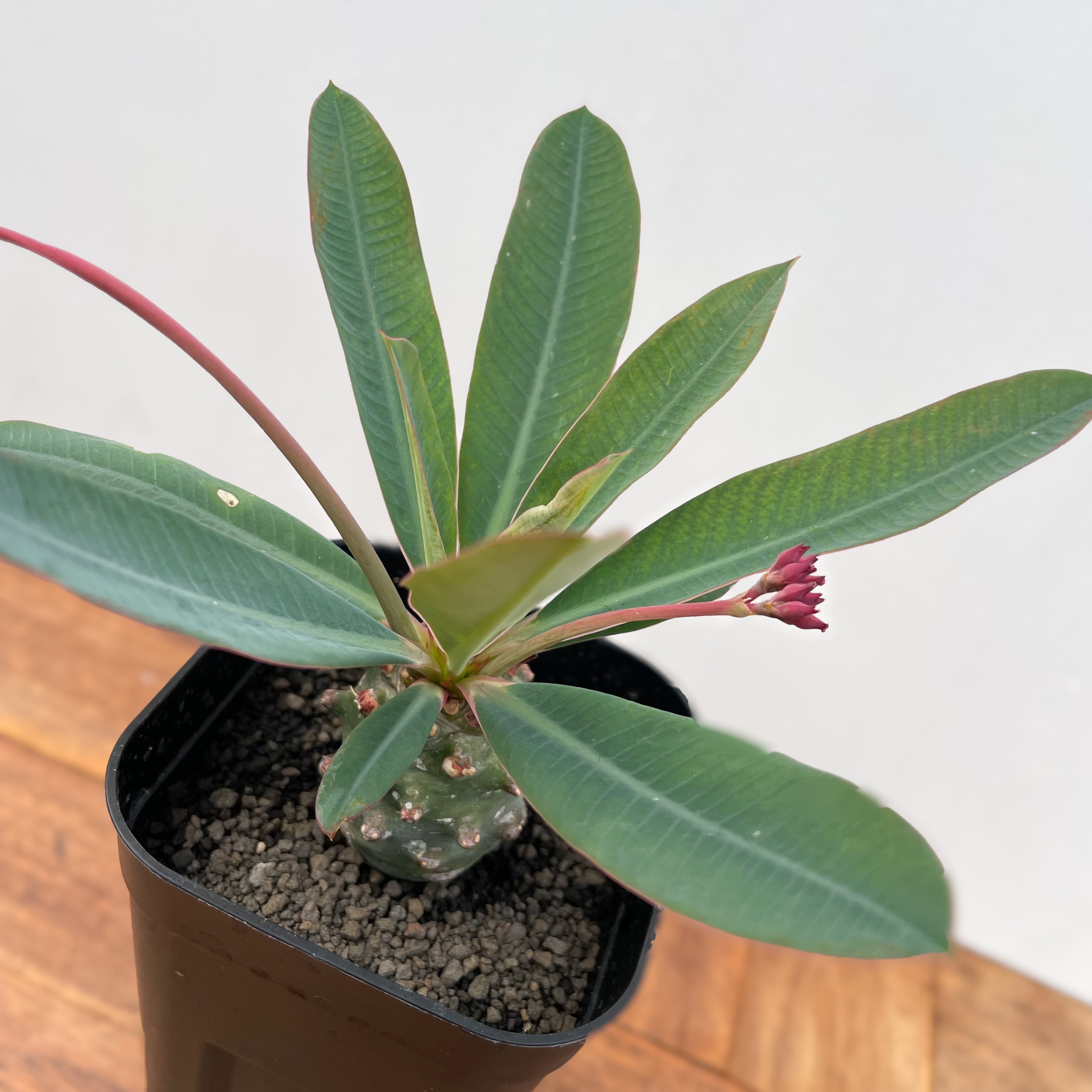 Euphorbia pachypodioides【ユーフォルビア・パキポディオイデス