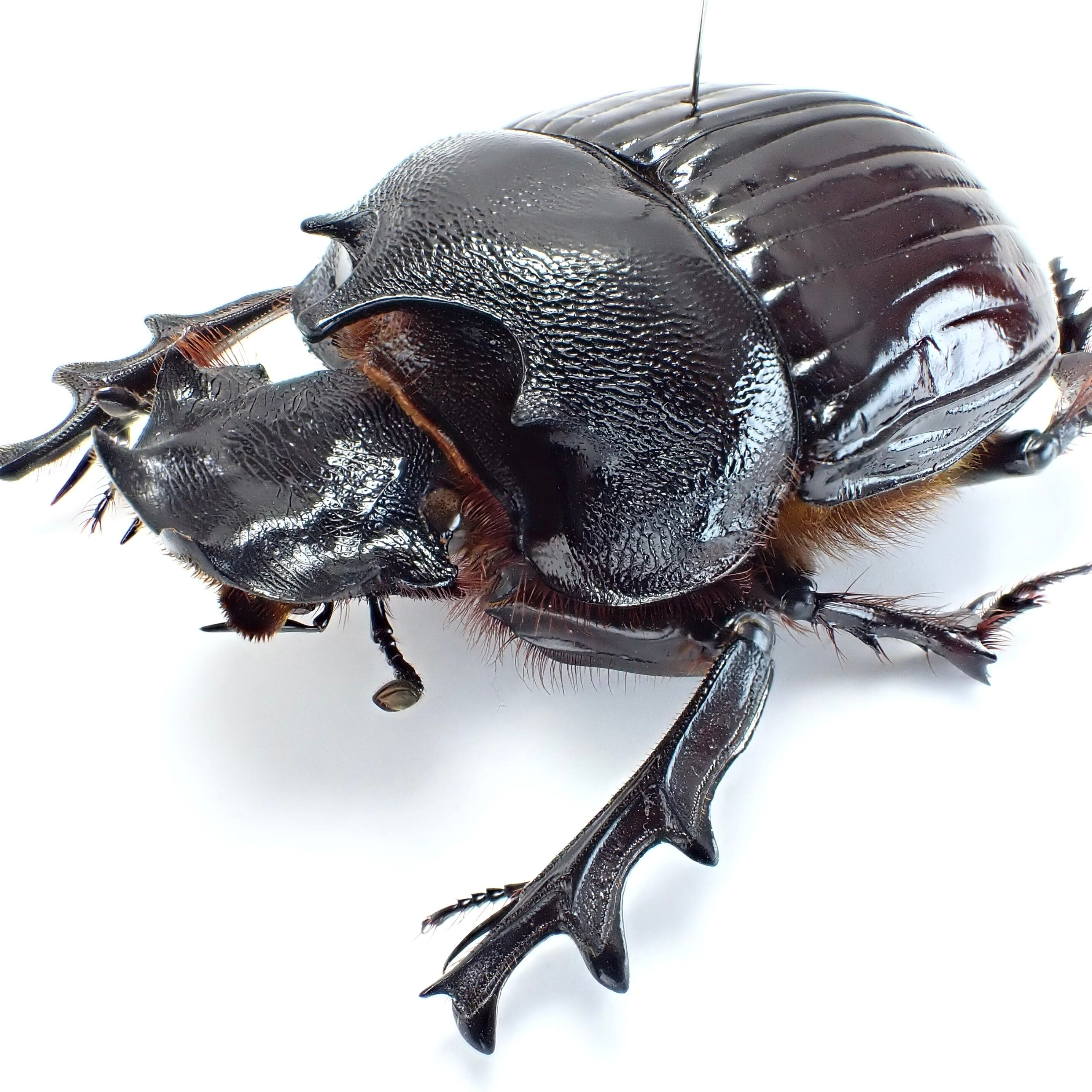 標本 Ethiopia Heliocopris hermes 37mm Heliocopris hermes,Male, 30-32mm,from Tanzania, UNMOUNTED