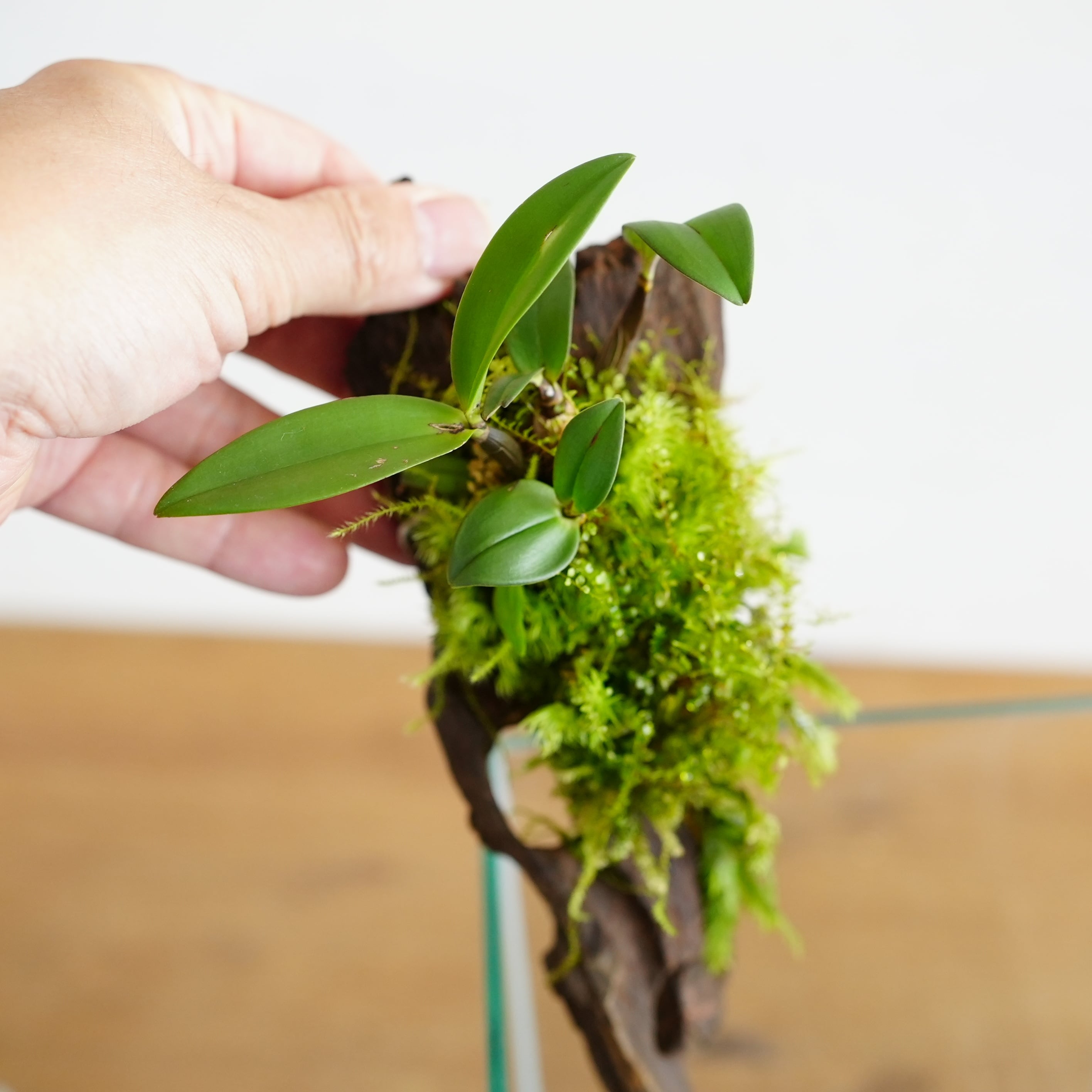 蘭とコケの流木着生◇限定作品 7.22＃5 | 苔テラリウム専門ショップ道草