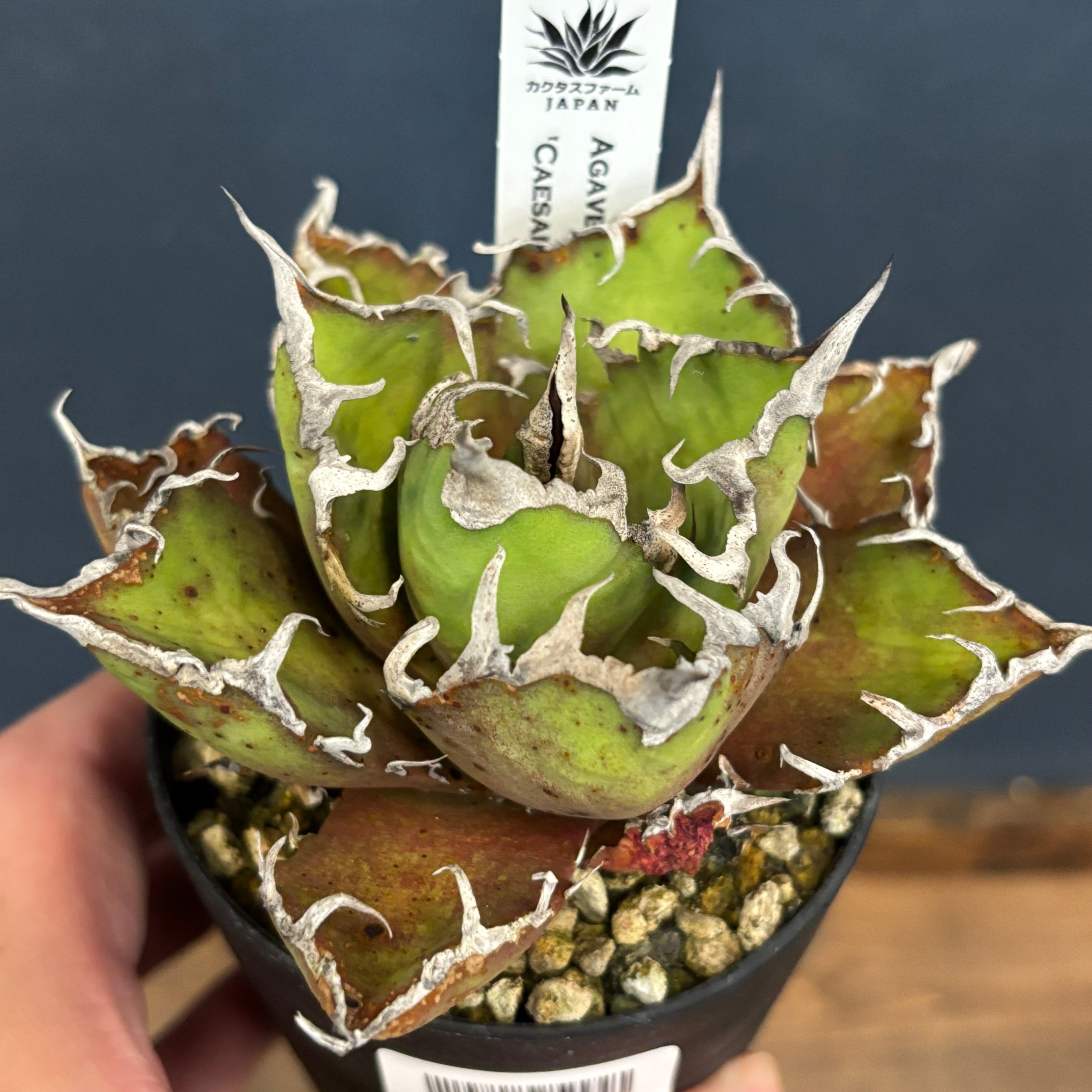 フィロデンドロン ウィリアムシー斑入り（Philodendron